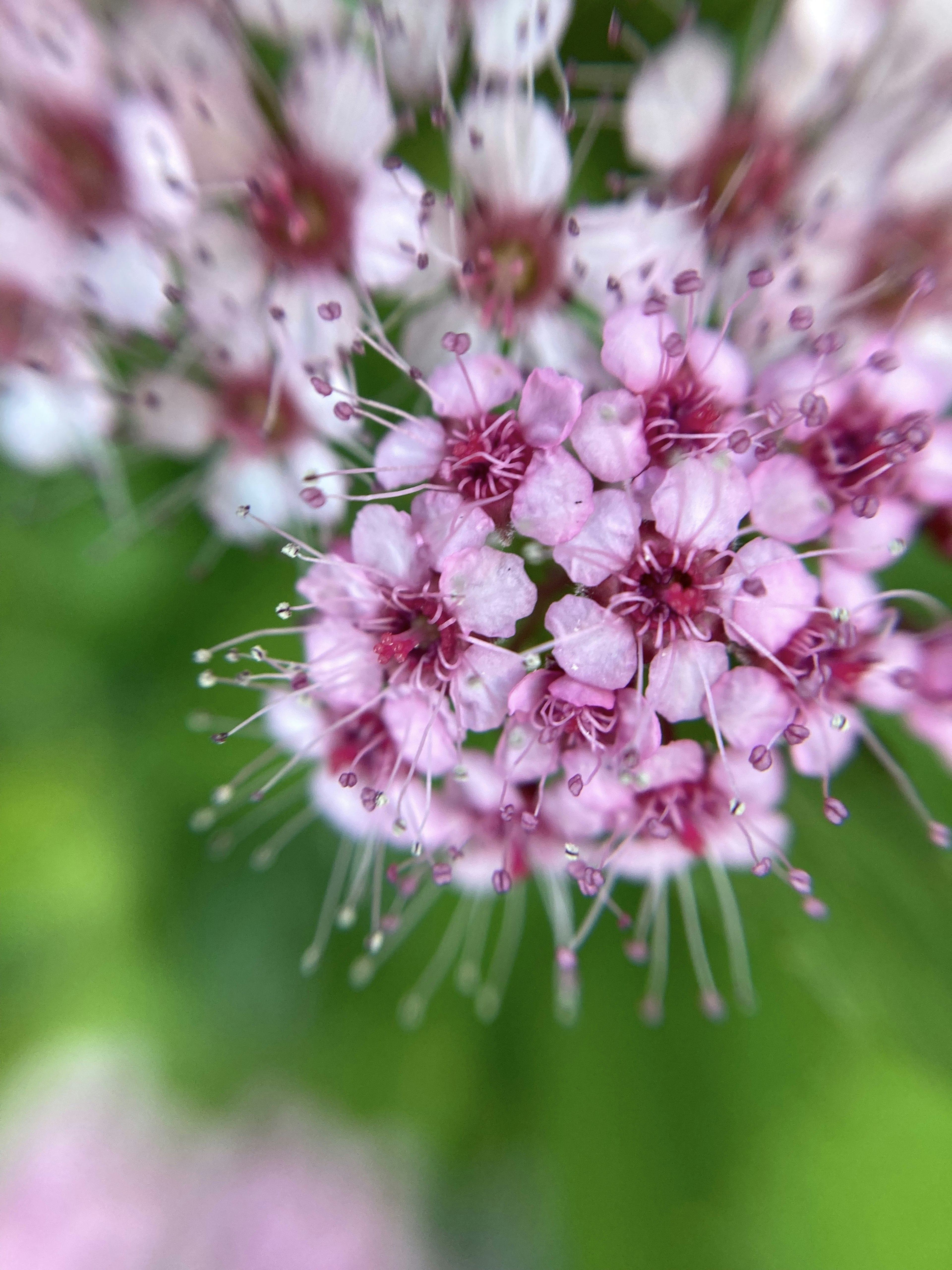 Immagine in primo piano di piccoli fiori rosa raggruppati con uno sfondo verde vibrante