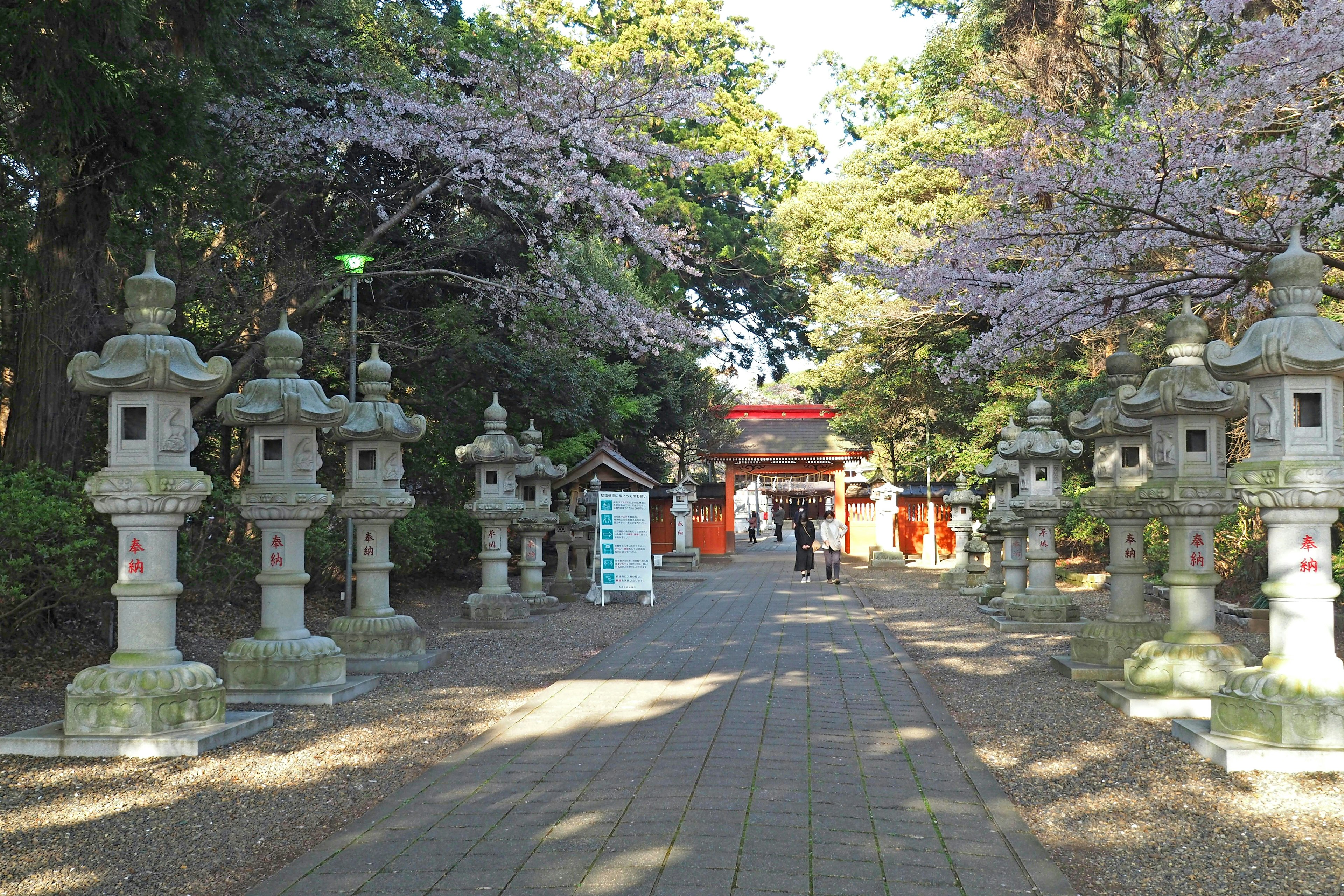 桜の木に囲まれた道に立ち並ぶ石灯籠と神社の赤い鳥居