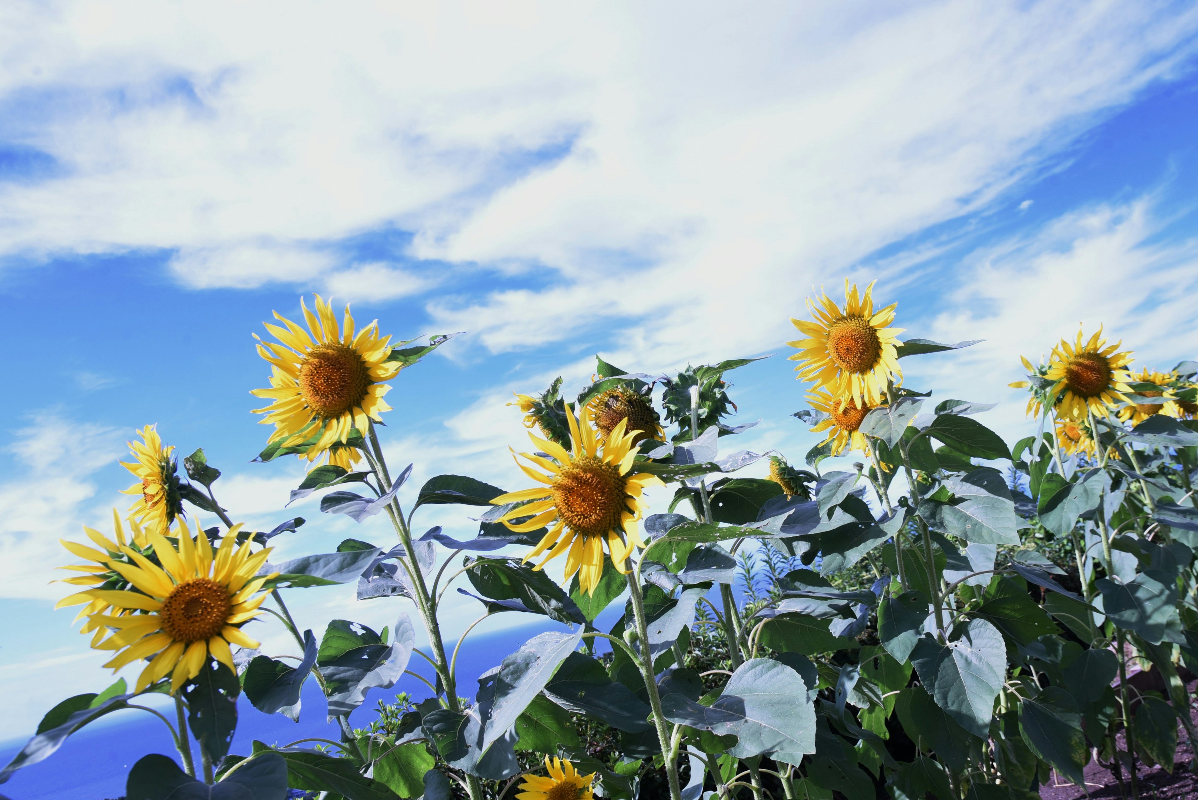 Sunflowers blooming under a blue sky