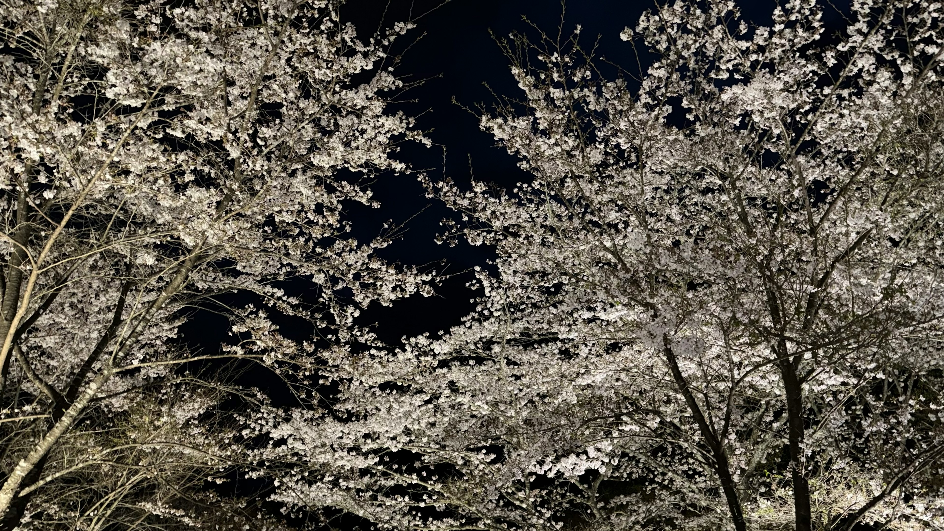 夜空に咲く桜の花の美しい景色