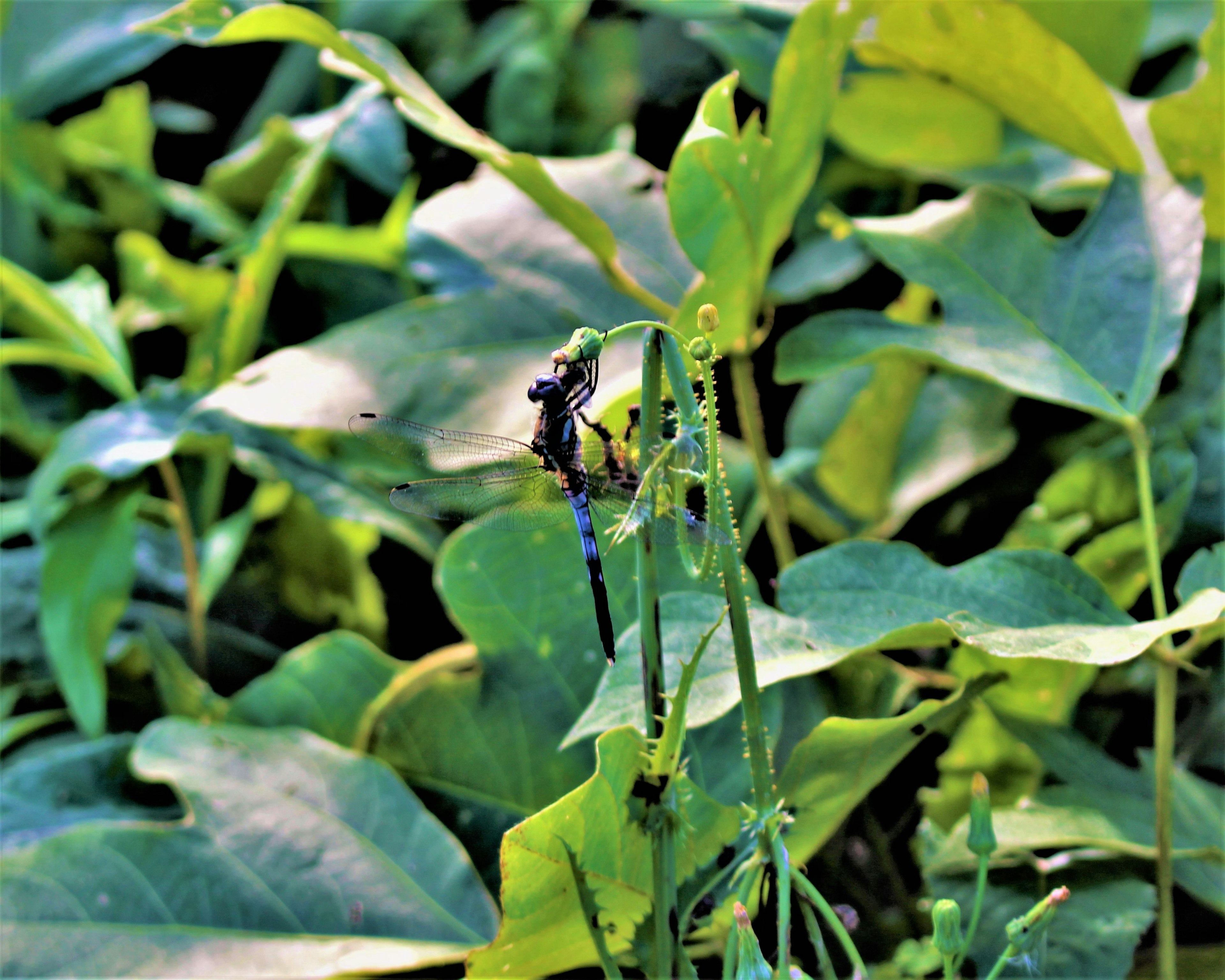 Libellule bleue se posant parmi des feuilles vertes