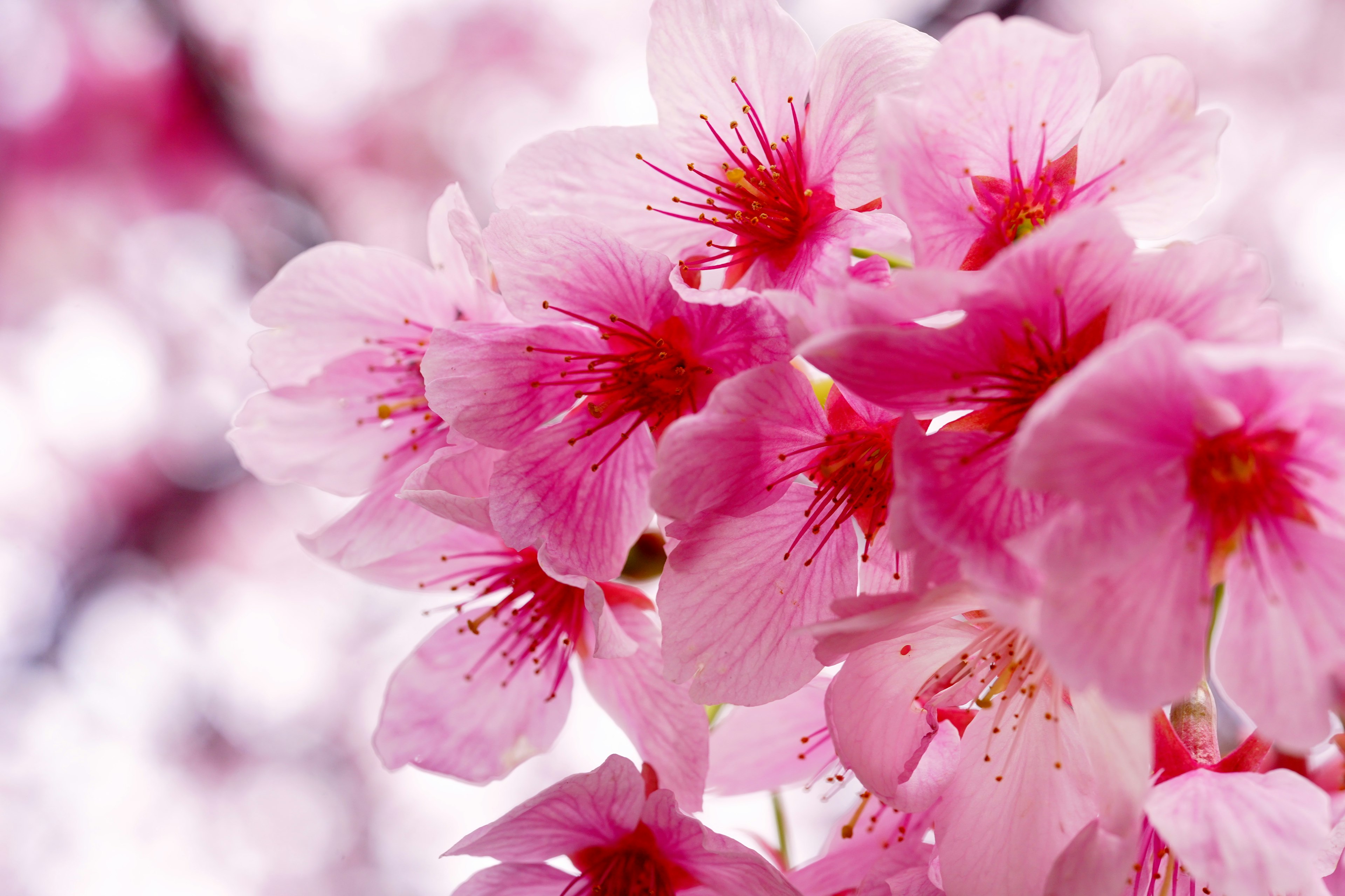 Primo piano di bellissimi fiori di ciliegio rosa in fiore