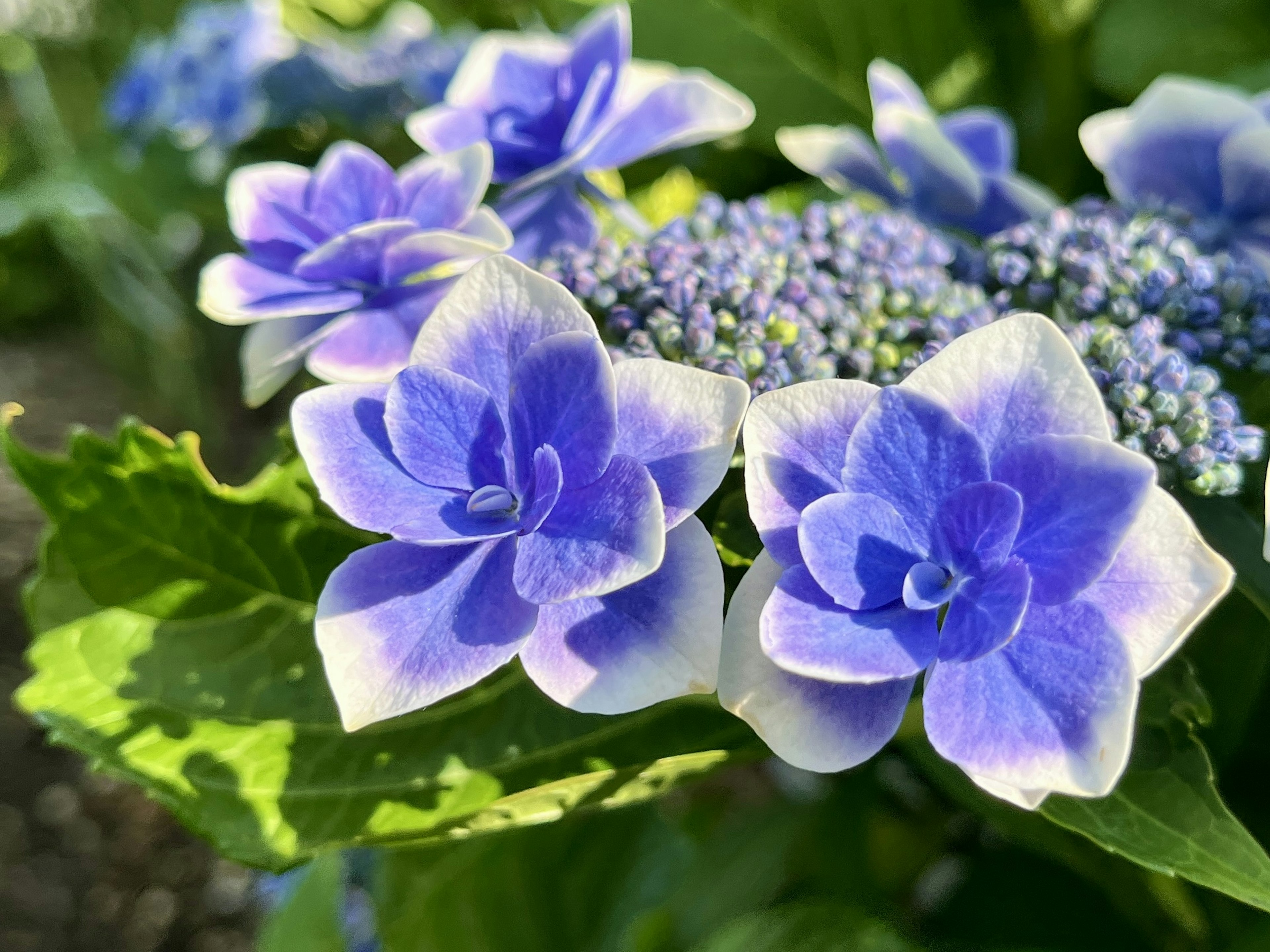 Hortensienblüten mit blauen und weißen Blütenblättern in voller Blüte