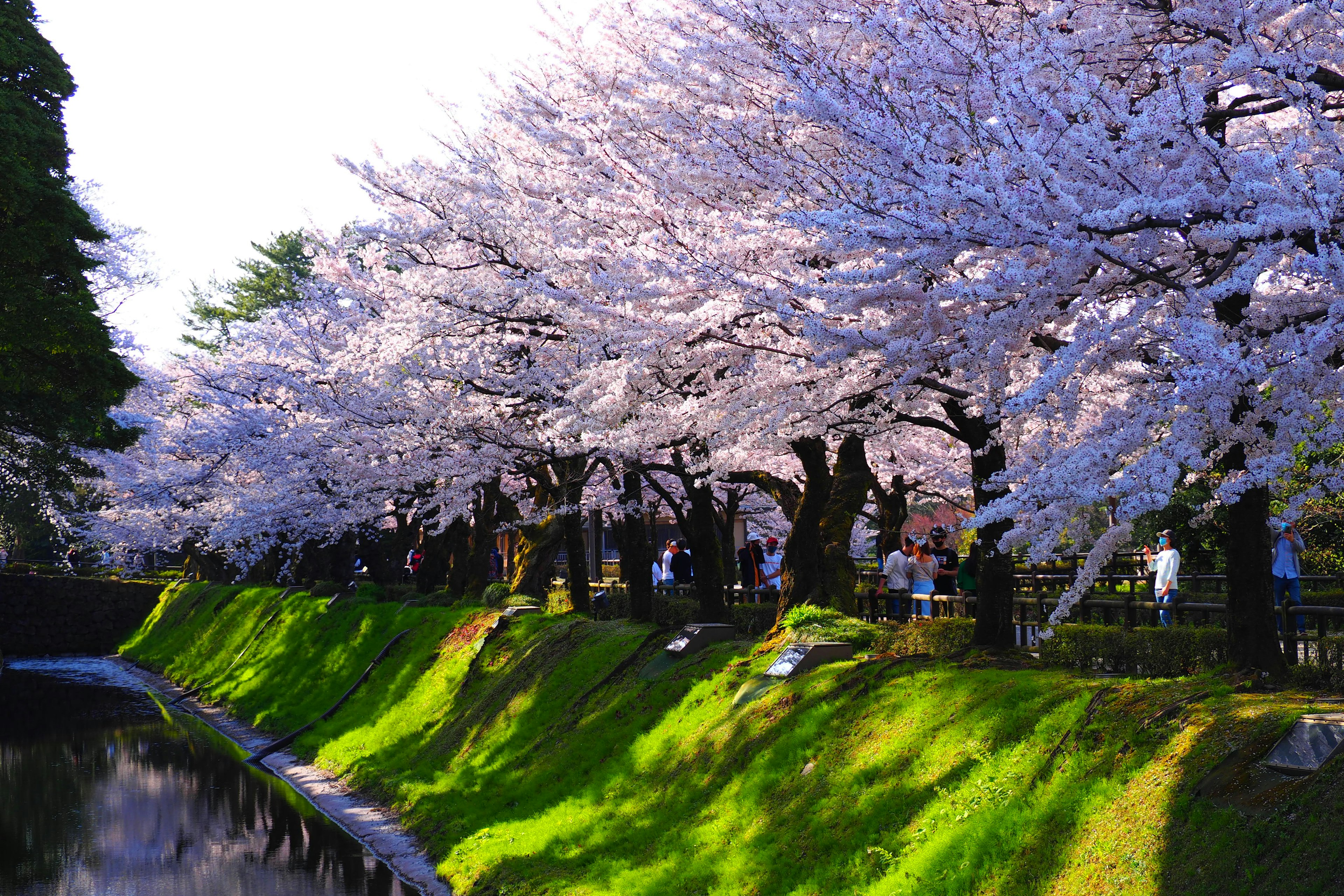 Vista escénica de cerezos en flor a lo largo de un río con personas disfrutando de la vista