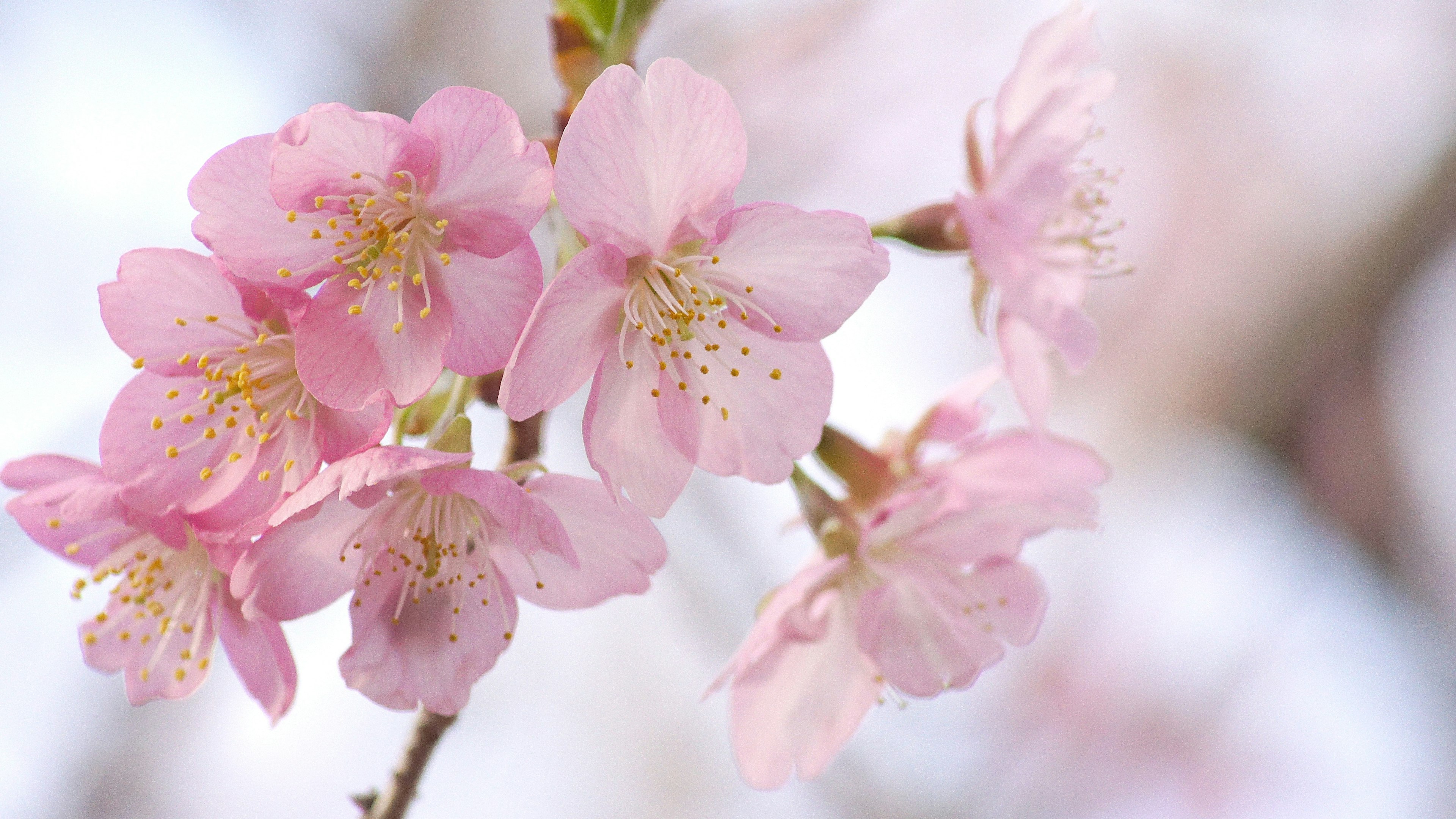 Bunga sakura merah muda yang indah mekar dengan kelopak halus