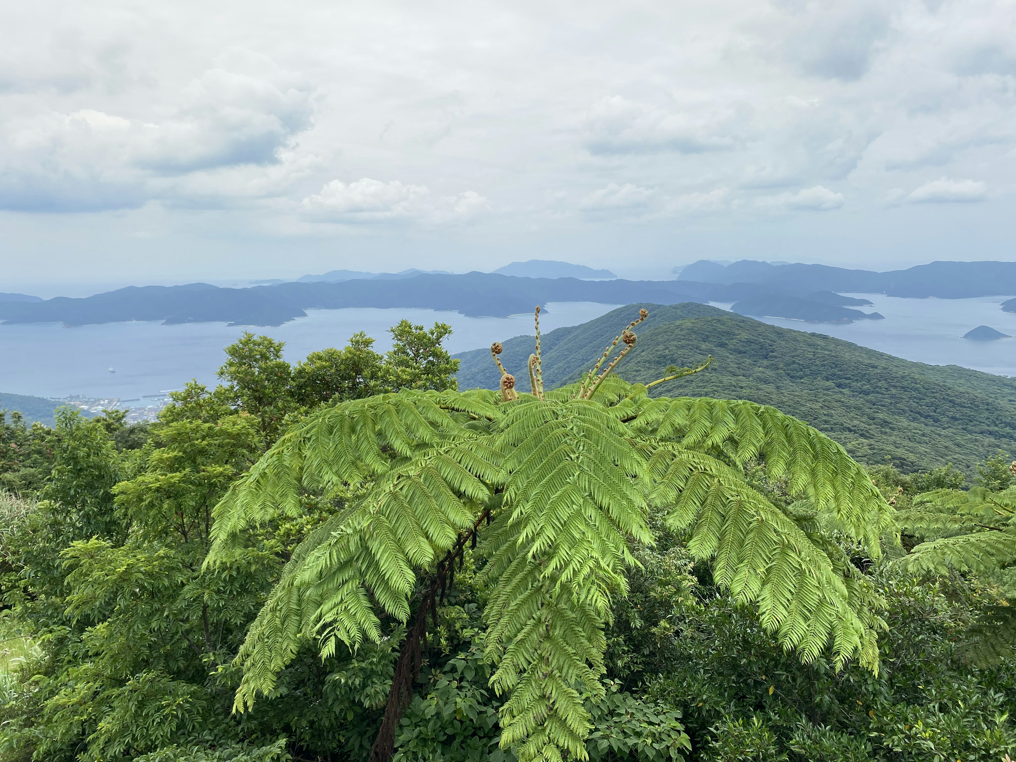 美しい緑のシダの葉と遠くの山々を背景にした風景