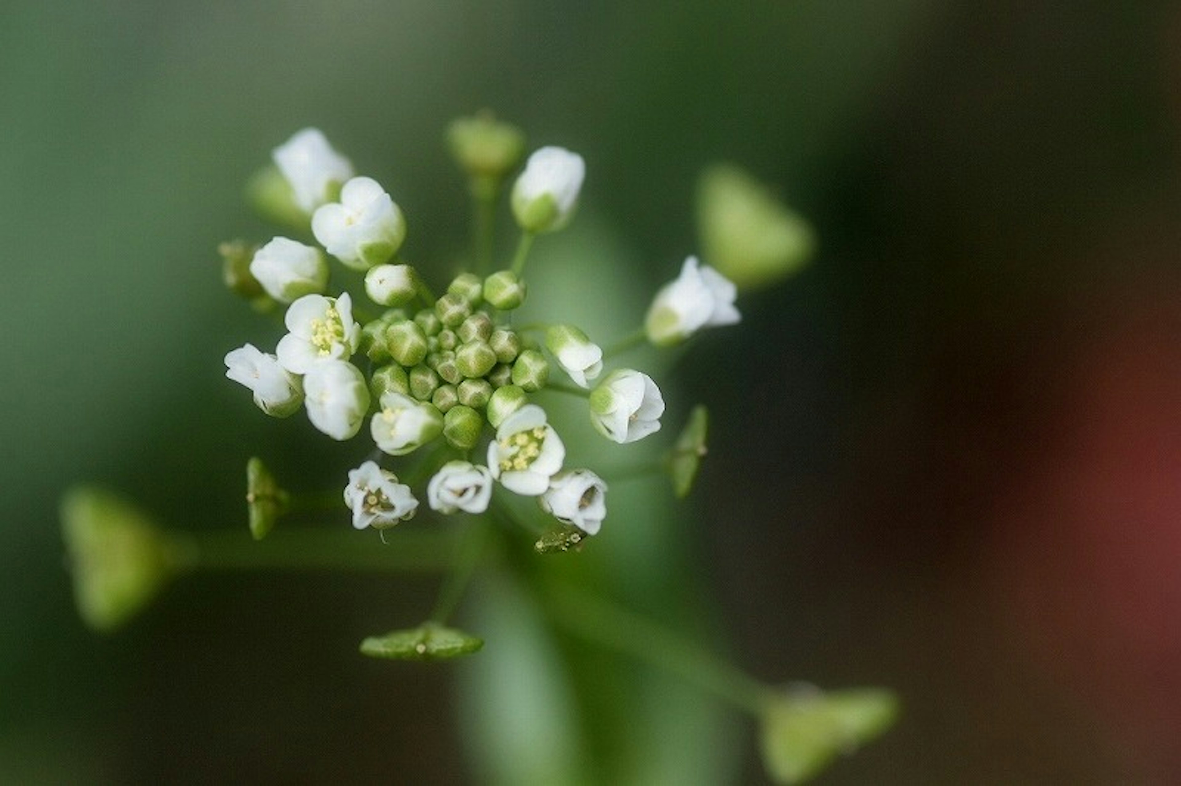 Nahaufnahme von kleinen weißen Blumen mit grünen Stängeln und Blättern