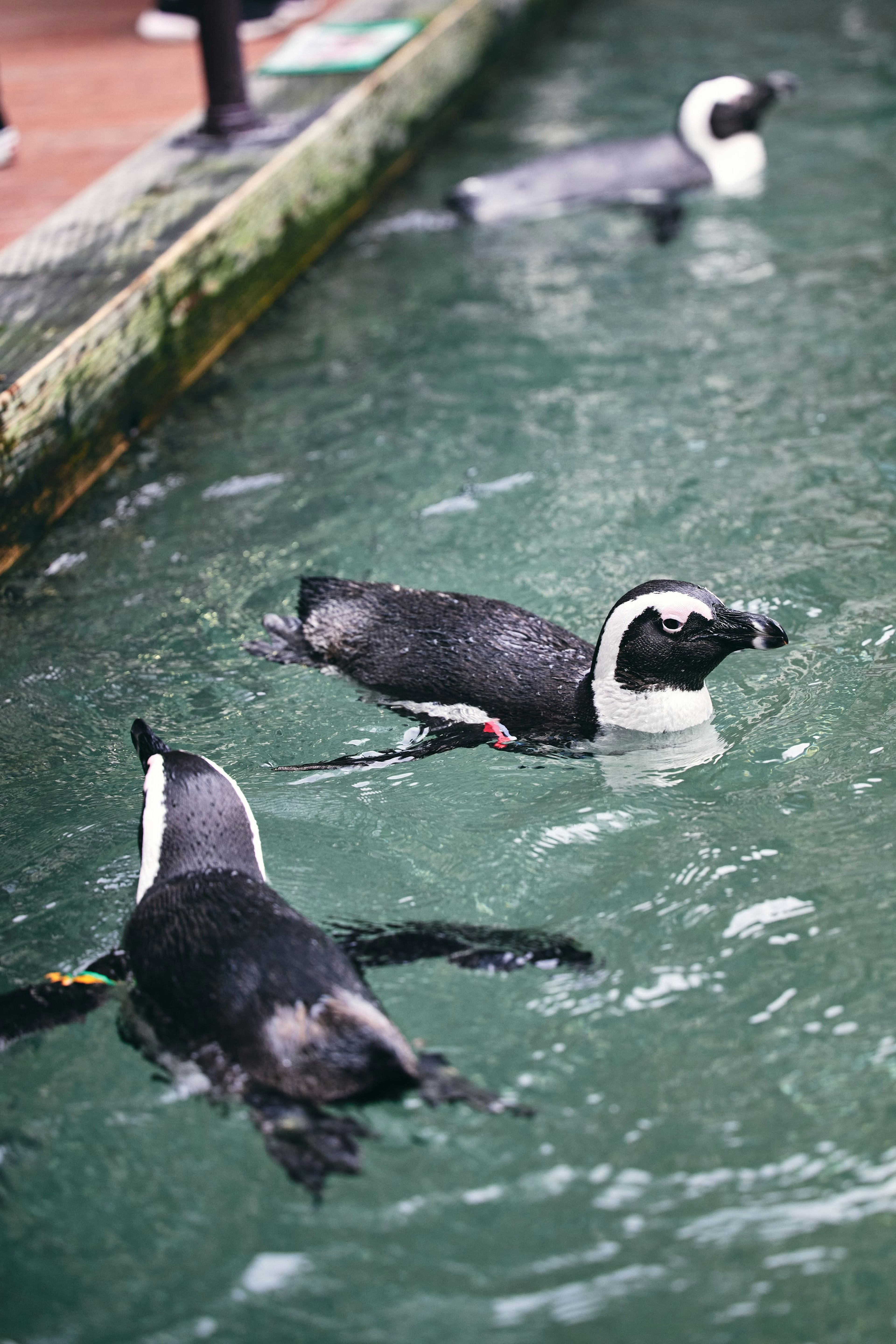 Group of penguins swimming in green water