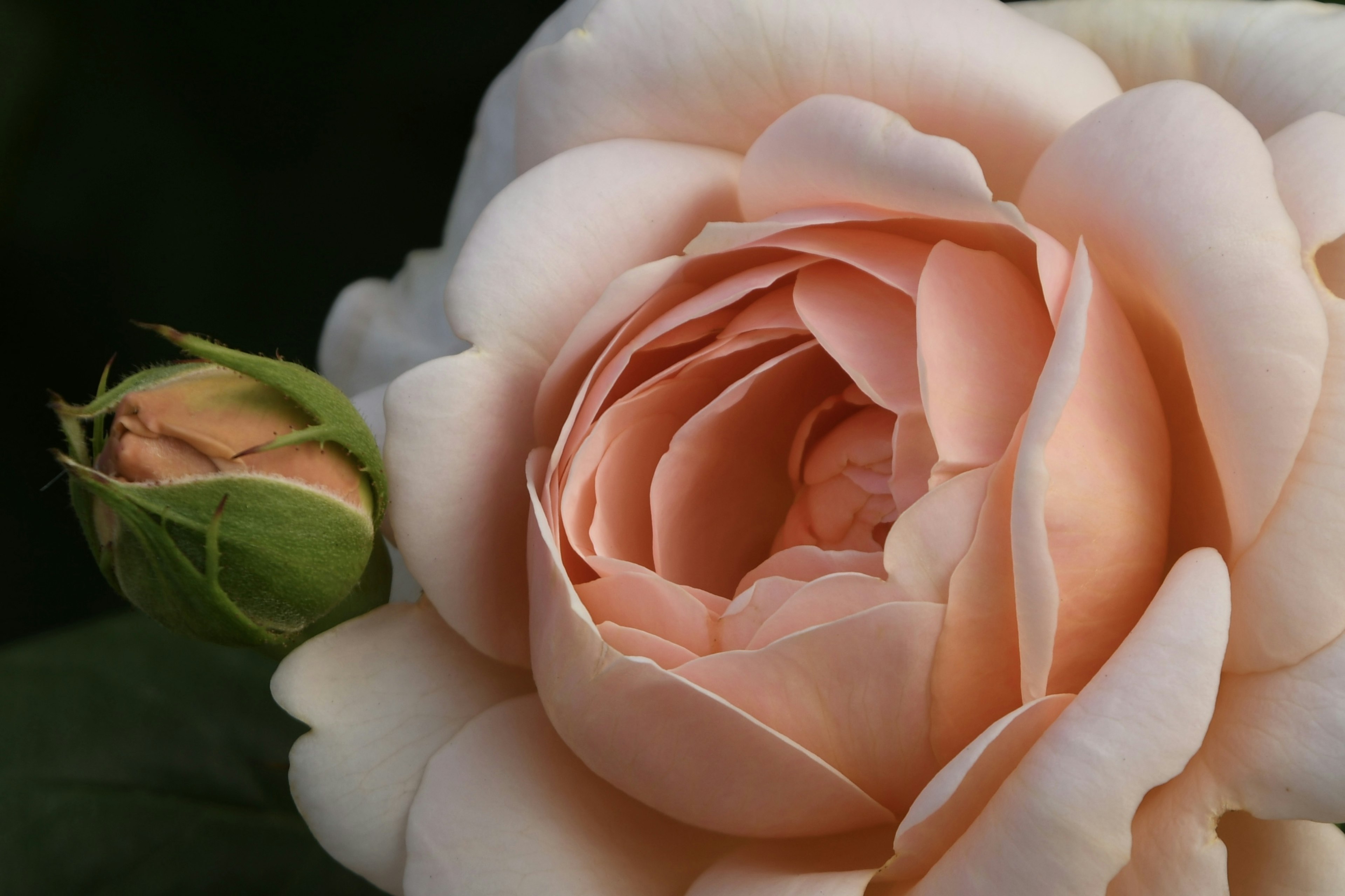 Gros plan d'une rose rose pâle avec un bouton