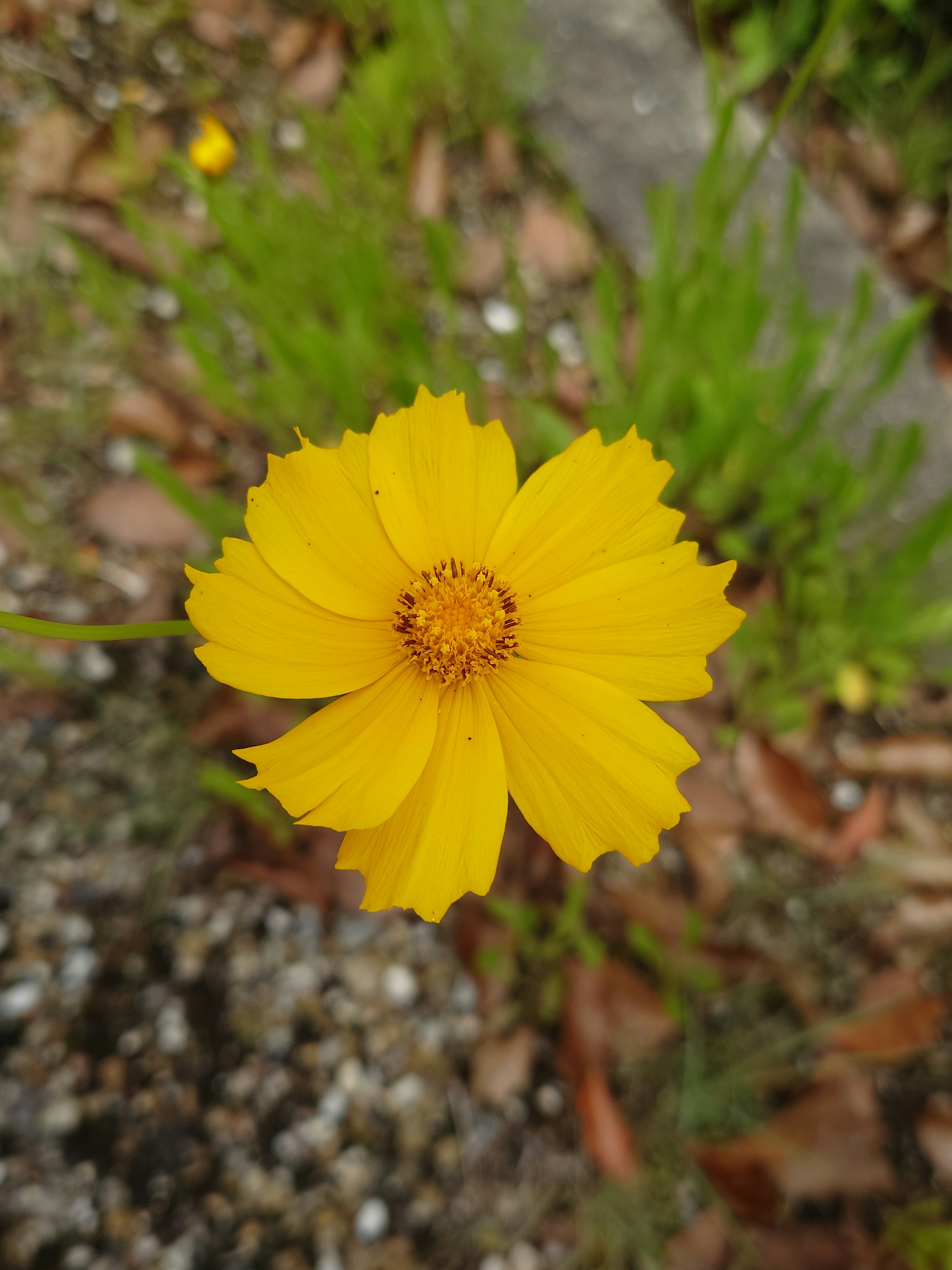 Eine lebendige gelbe Blume in voller Blüte mit grünen Blättern drum herum