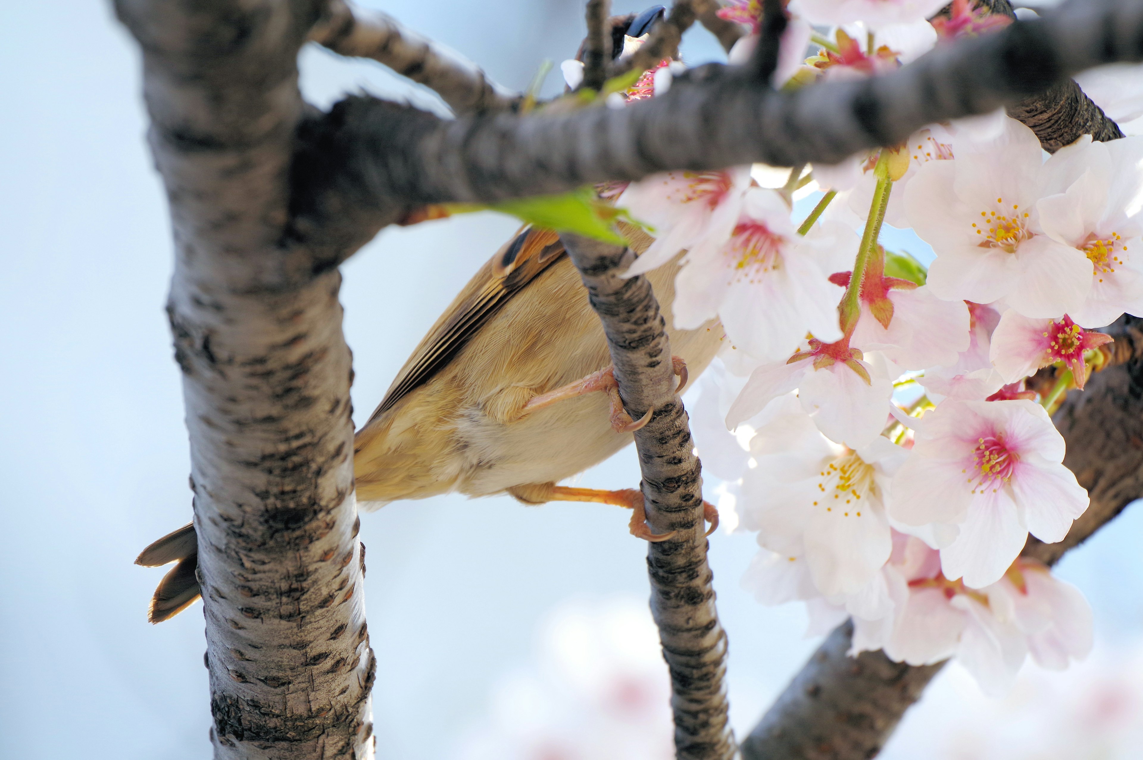 Un pequeño pájaro entre flores de cerezo en un árbol