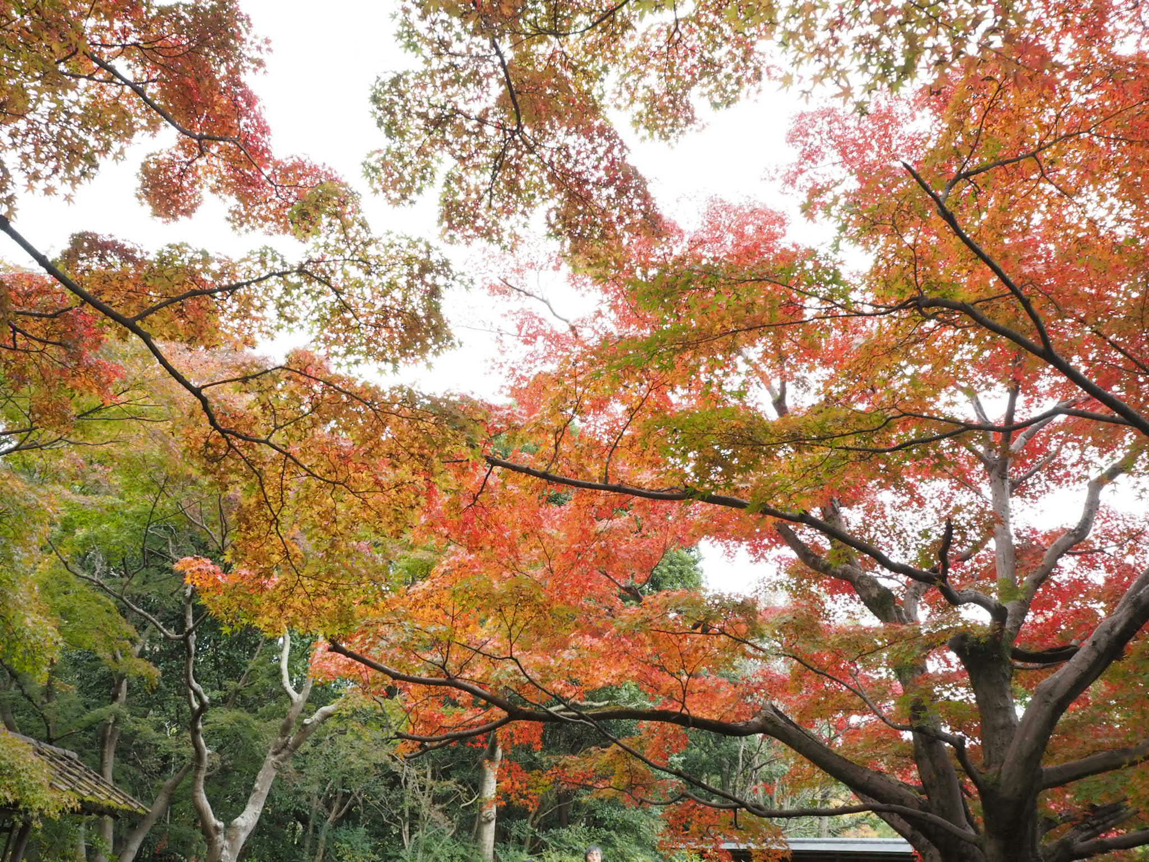 Foglie autunnali vibranti con alberi colorati