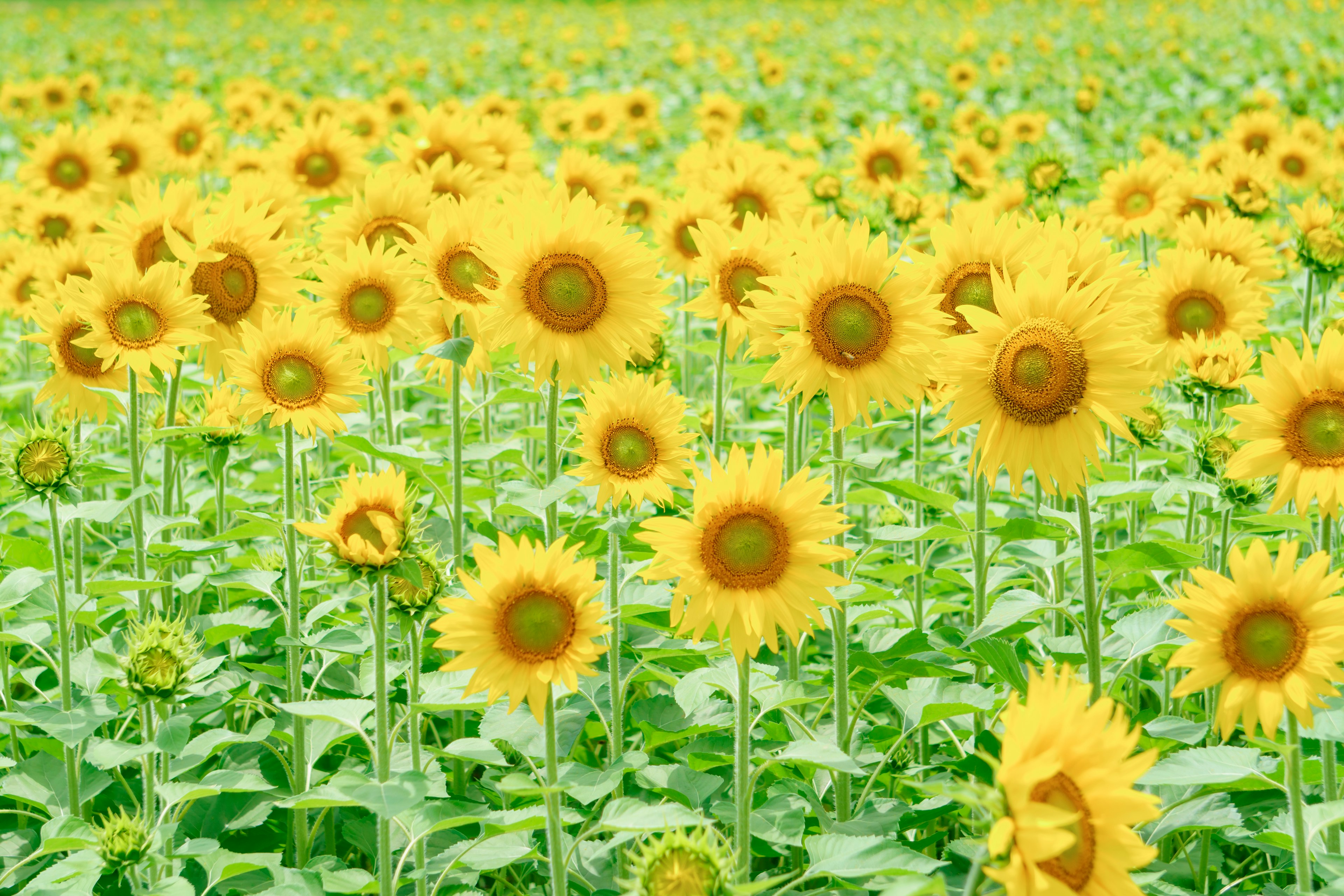 Ampio campo di girasoli con fiori gialli brillanti e foglie verdi