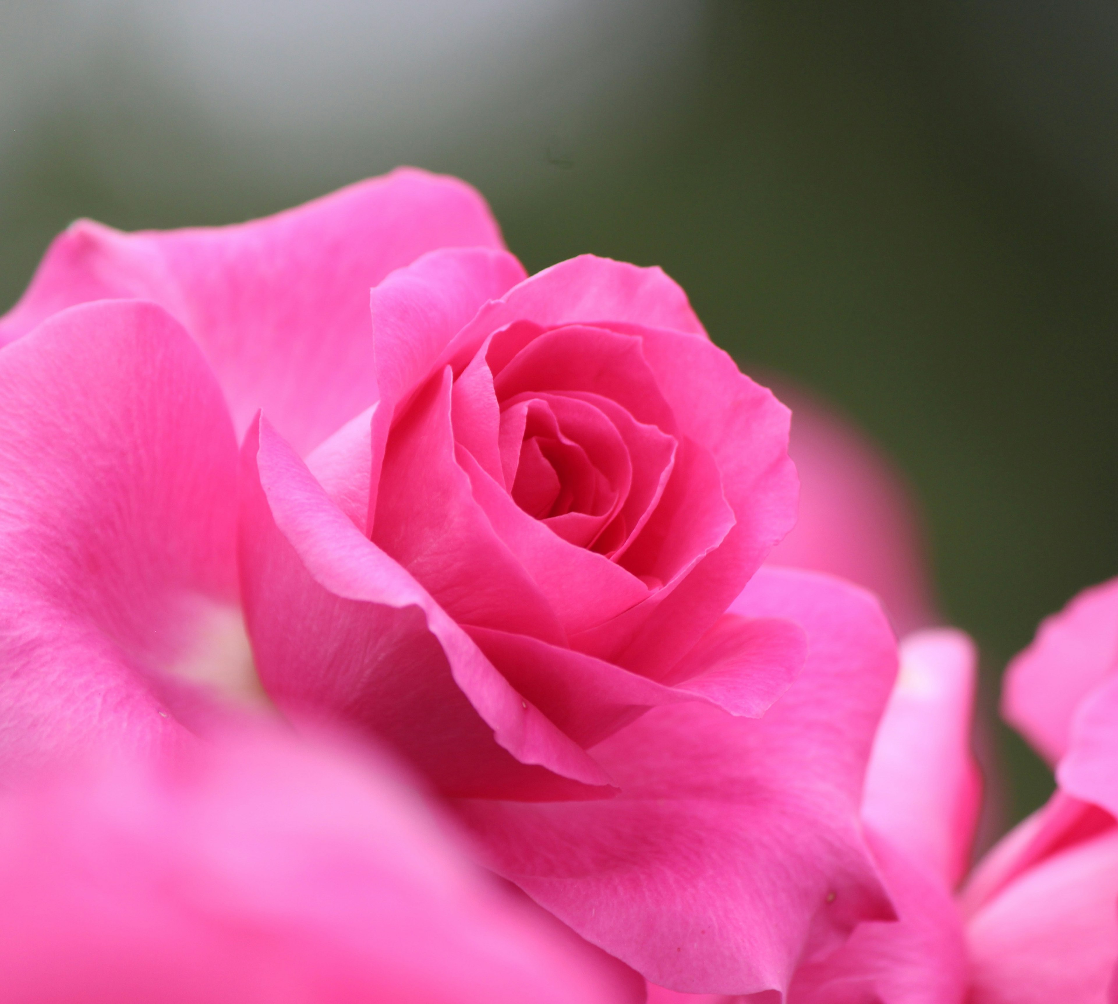 Close-up of a vibrant pink rose flower