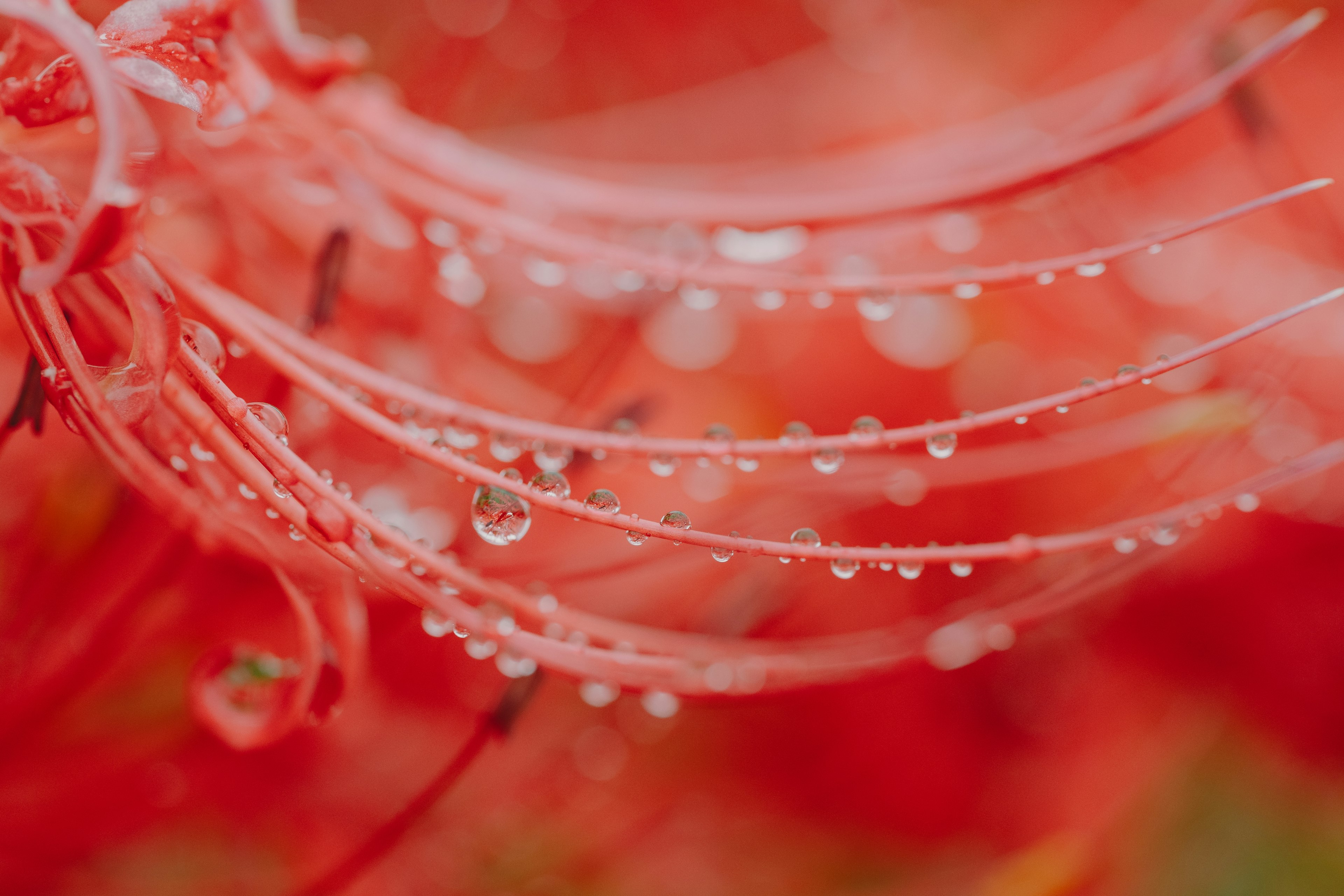 Close-up kelopak bunga merah dengan tetesan air