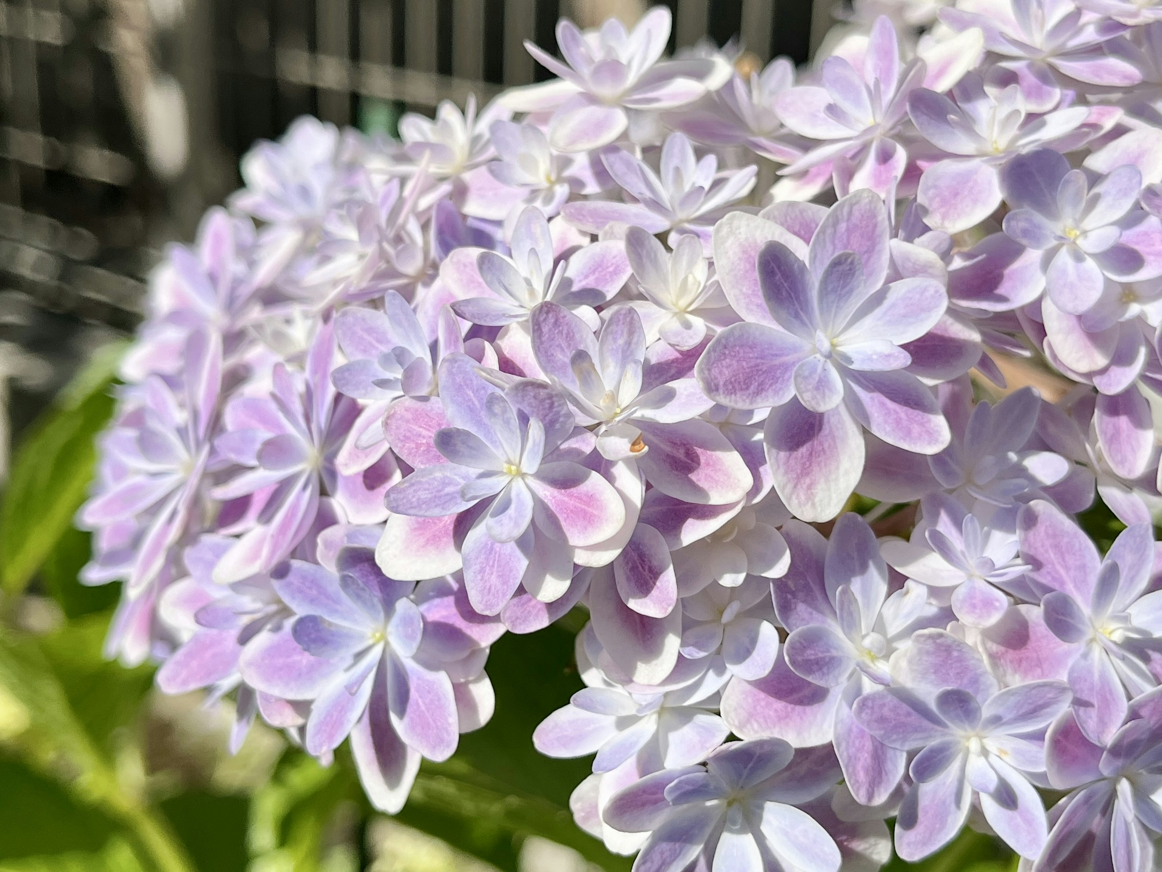 Close-up of hydrangea flowers in soft purple hues