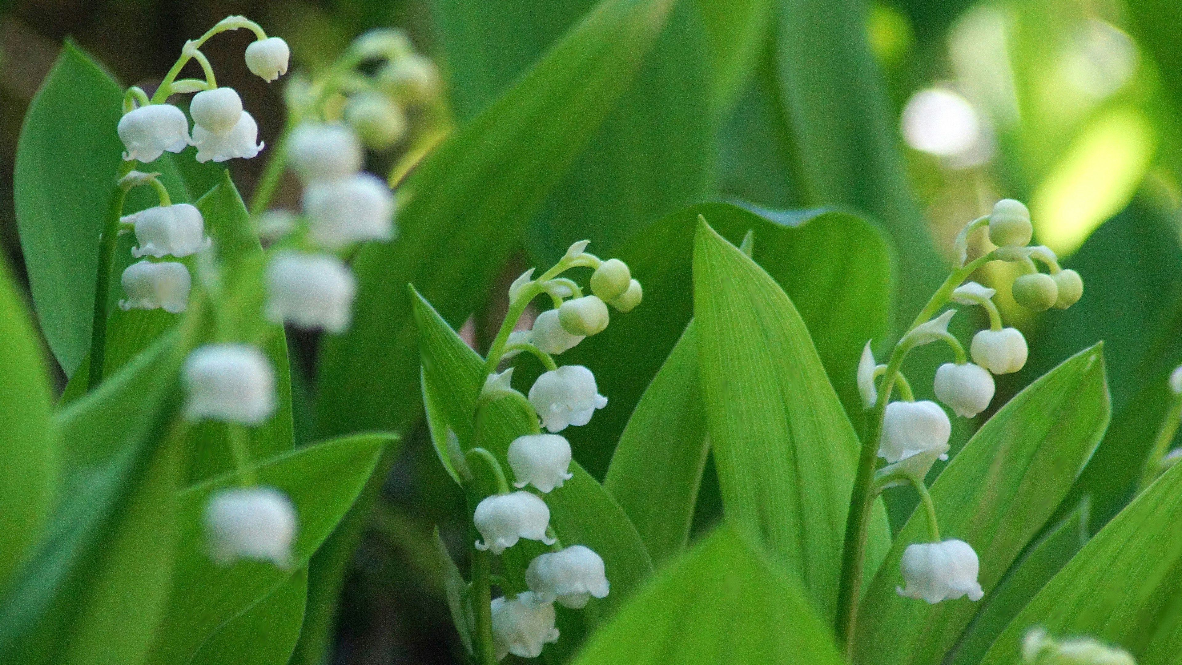 Planta de lirio de los valles con flores blancas en forma de campana entre hojas verdes