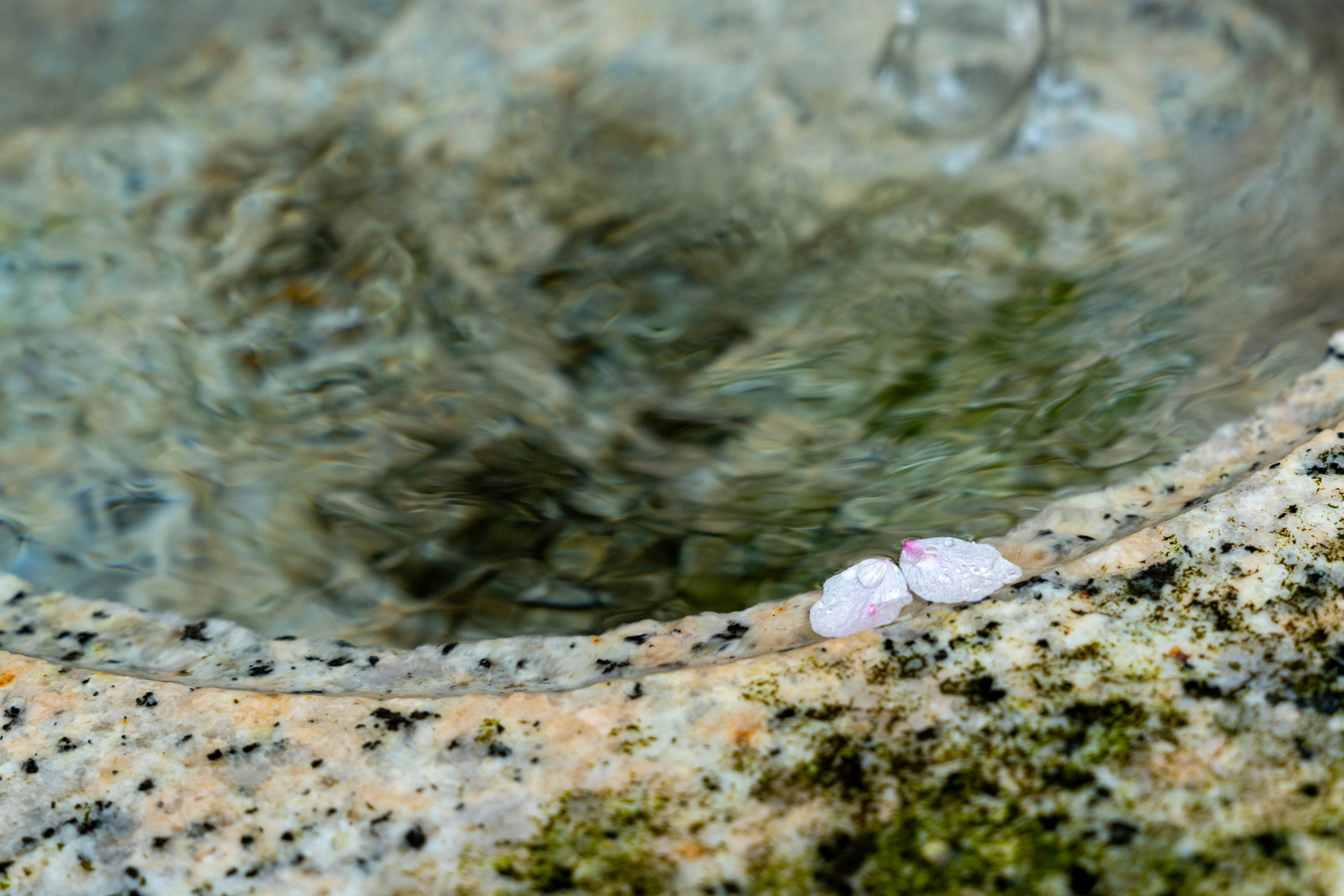 水面に浮かぶ桜の花びらと石の縁