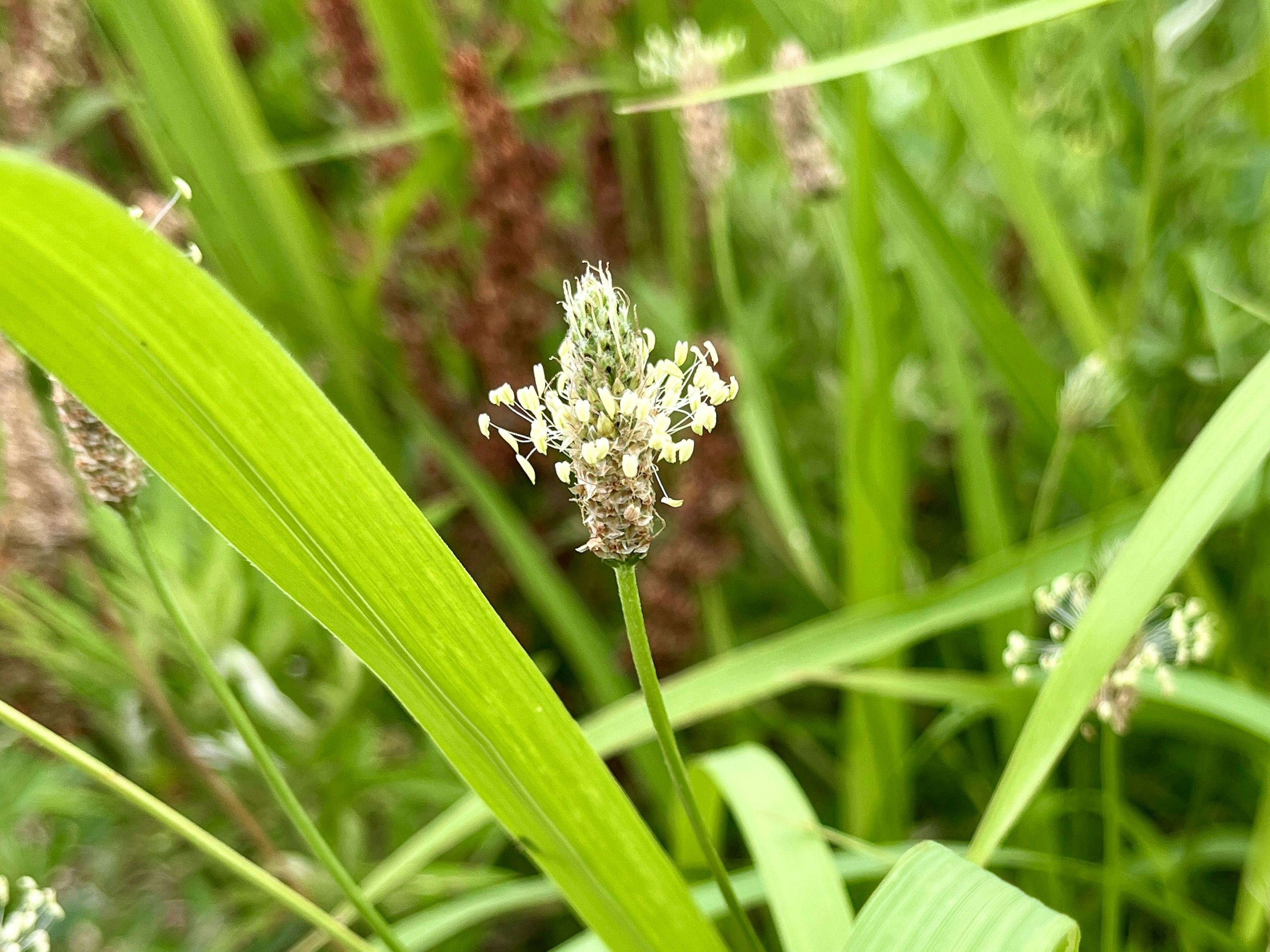 緑の草の中にある白い花の植物のクローズアップ