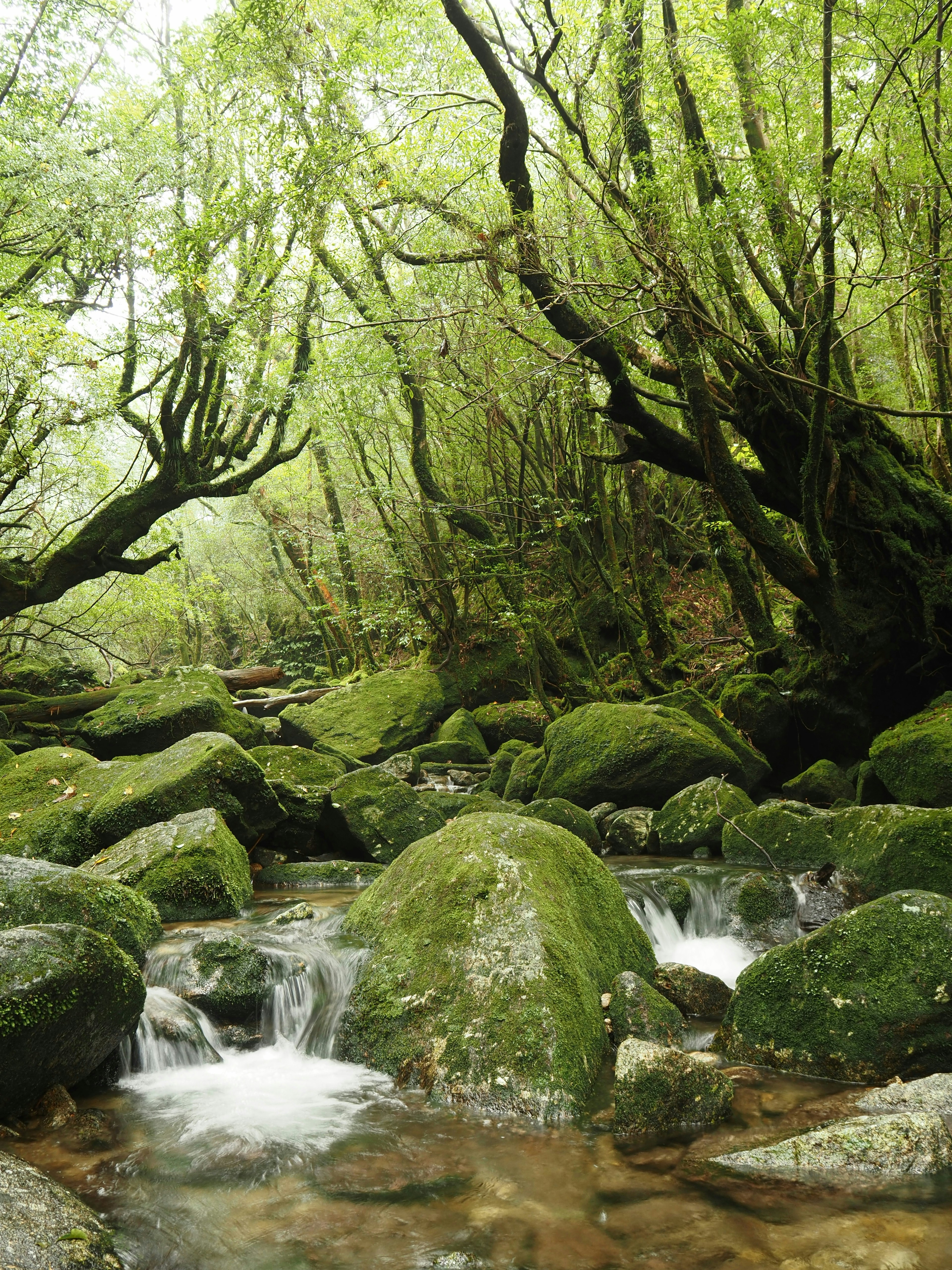 Un ruscello sereno che scorre attraverso una foresta verdeggiante con rocce coperte di muschio