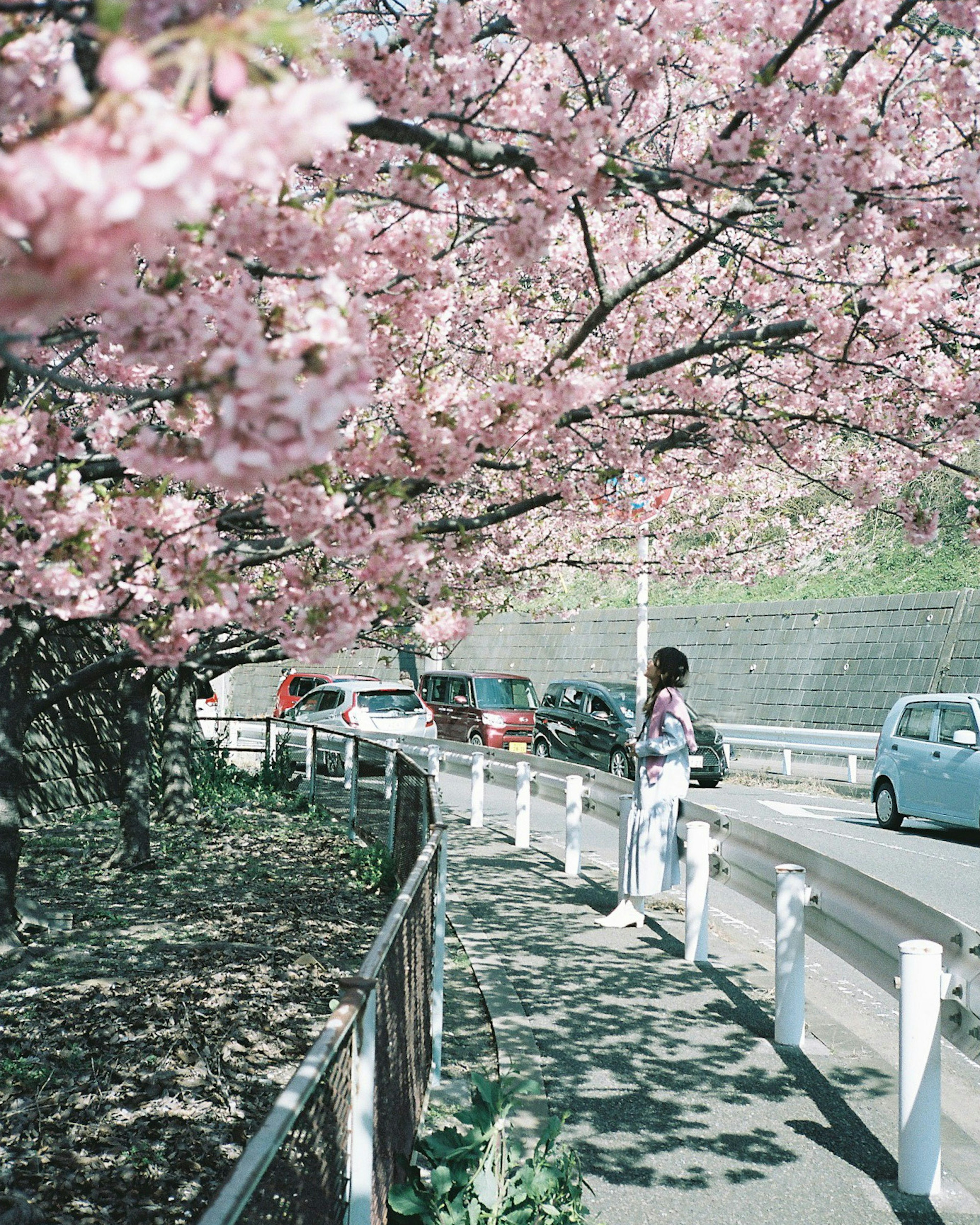 A woman walking along a path lined with cherry blossoms and passing cars