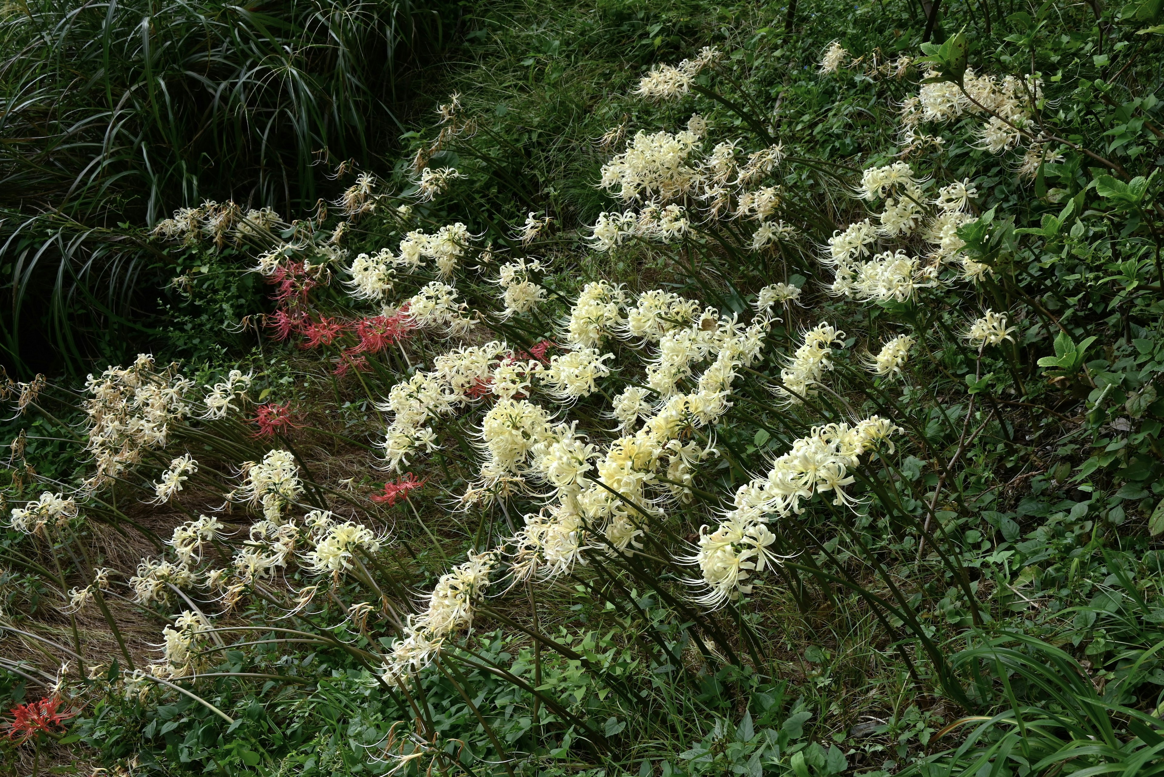 A landscape featuring clusters of white flowers amidst lush green foliage