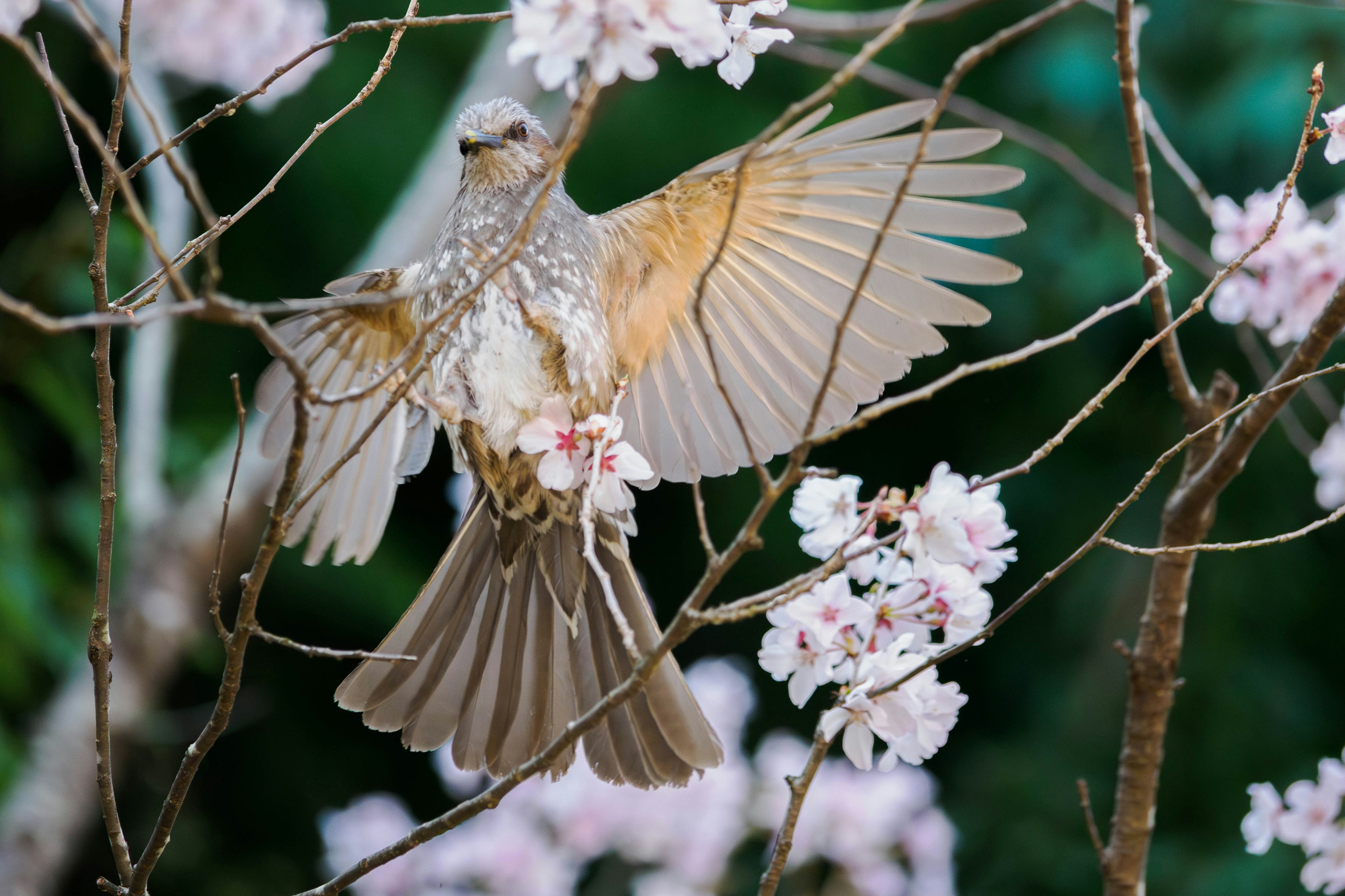 桜の花の中で羽を広げる鳥の美しい姿