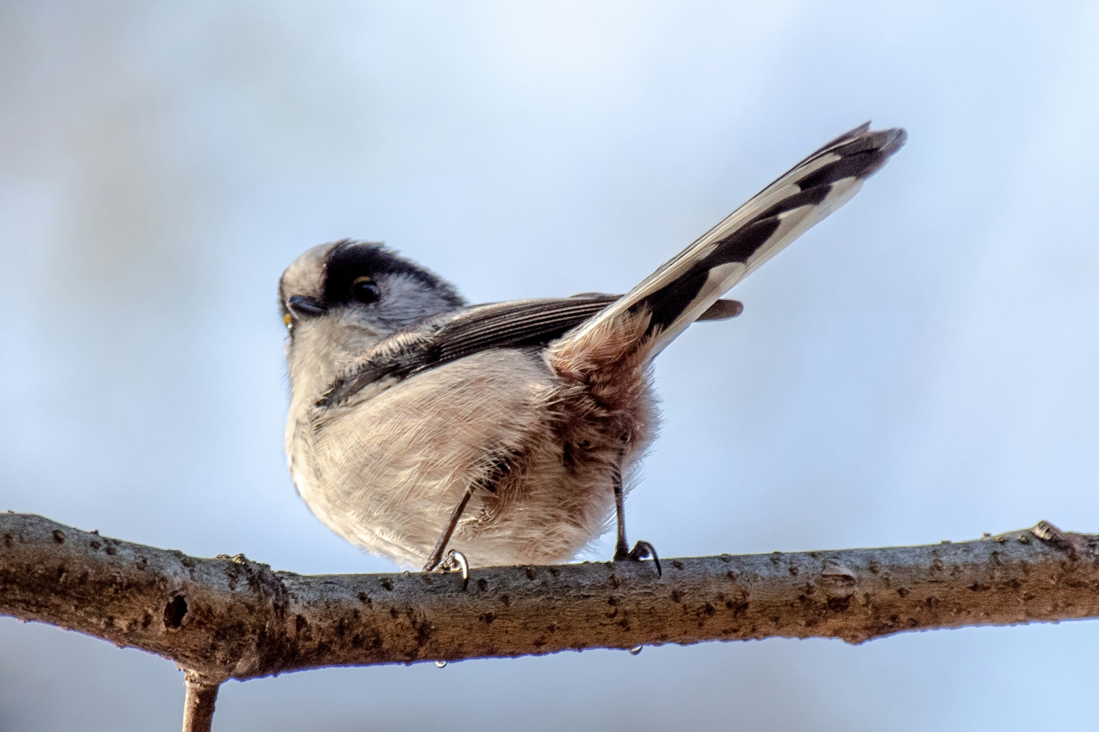 A small bird perched on a branch from behind