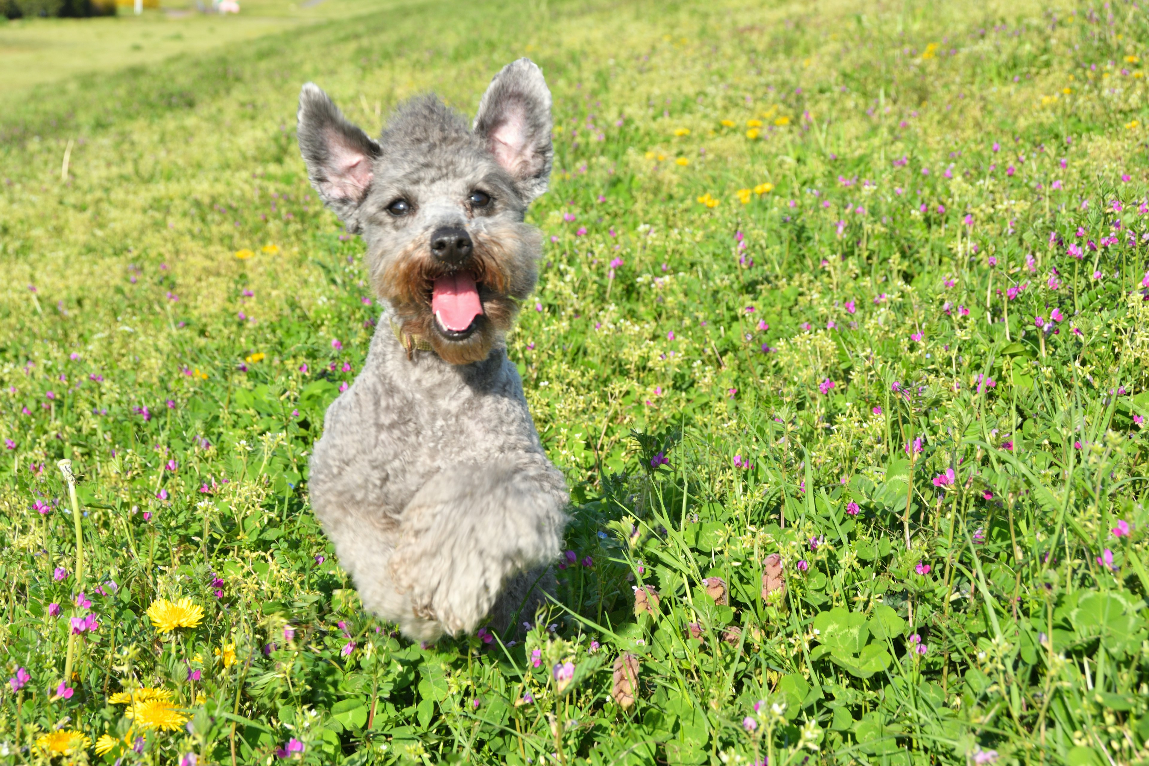 Chien Schnauzer heureux jouant dans un champ de fleurs