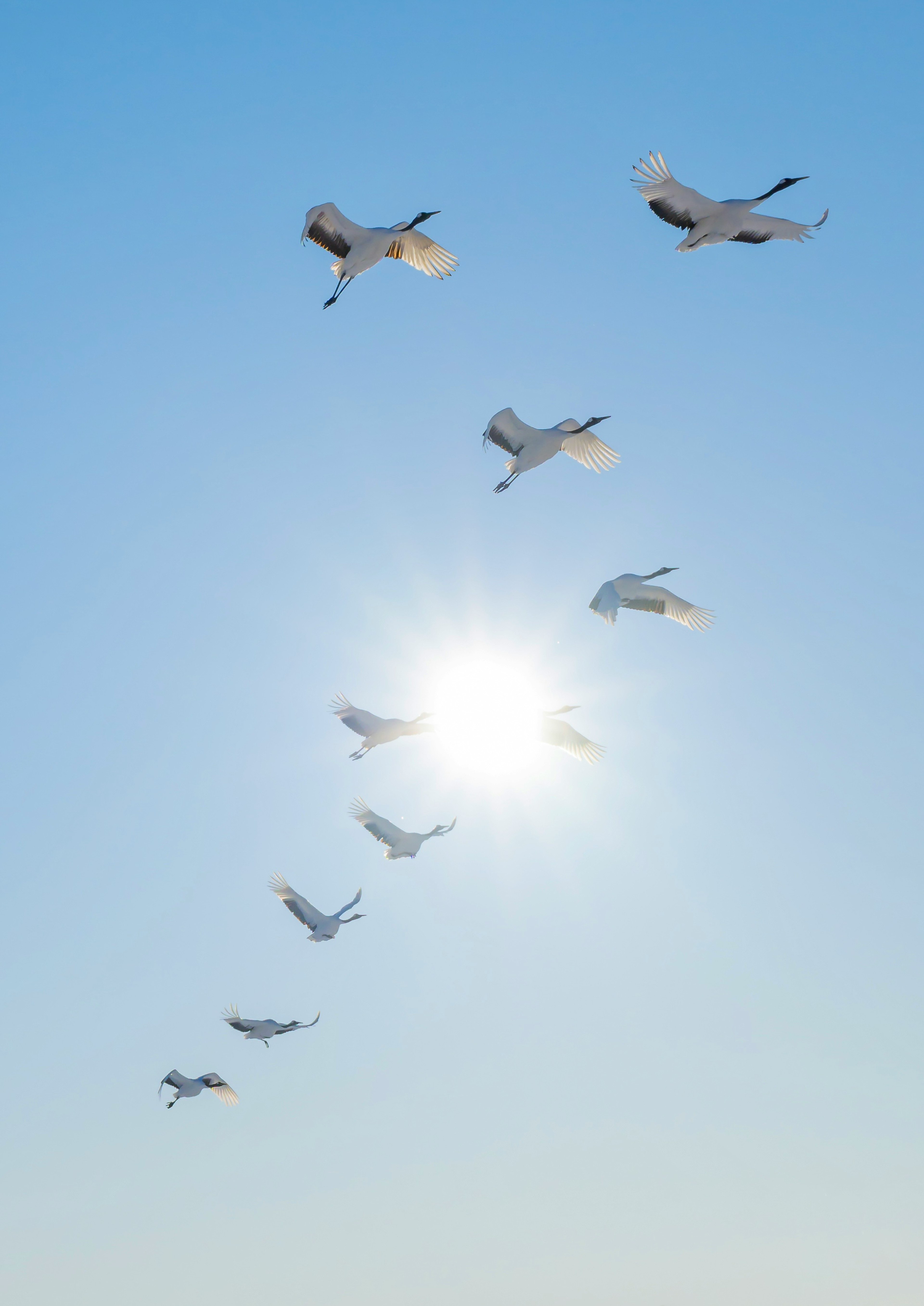 青空に飛ぶ白い鳥たちと太陽の光