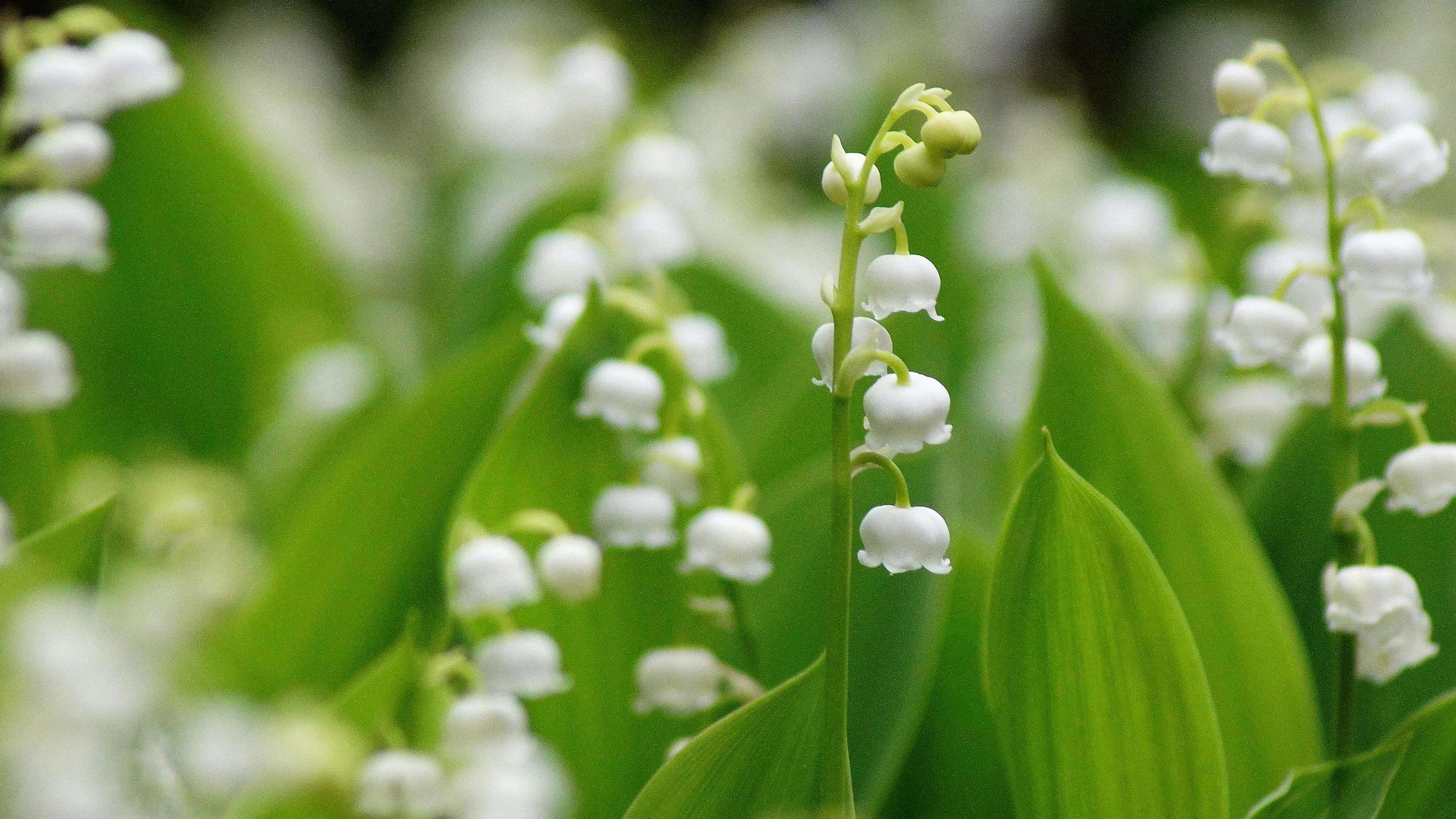 Un gruppo di delicate fiori bianchi di mughetto tra foglie verdi lussureggianti