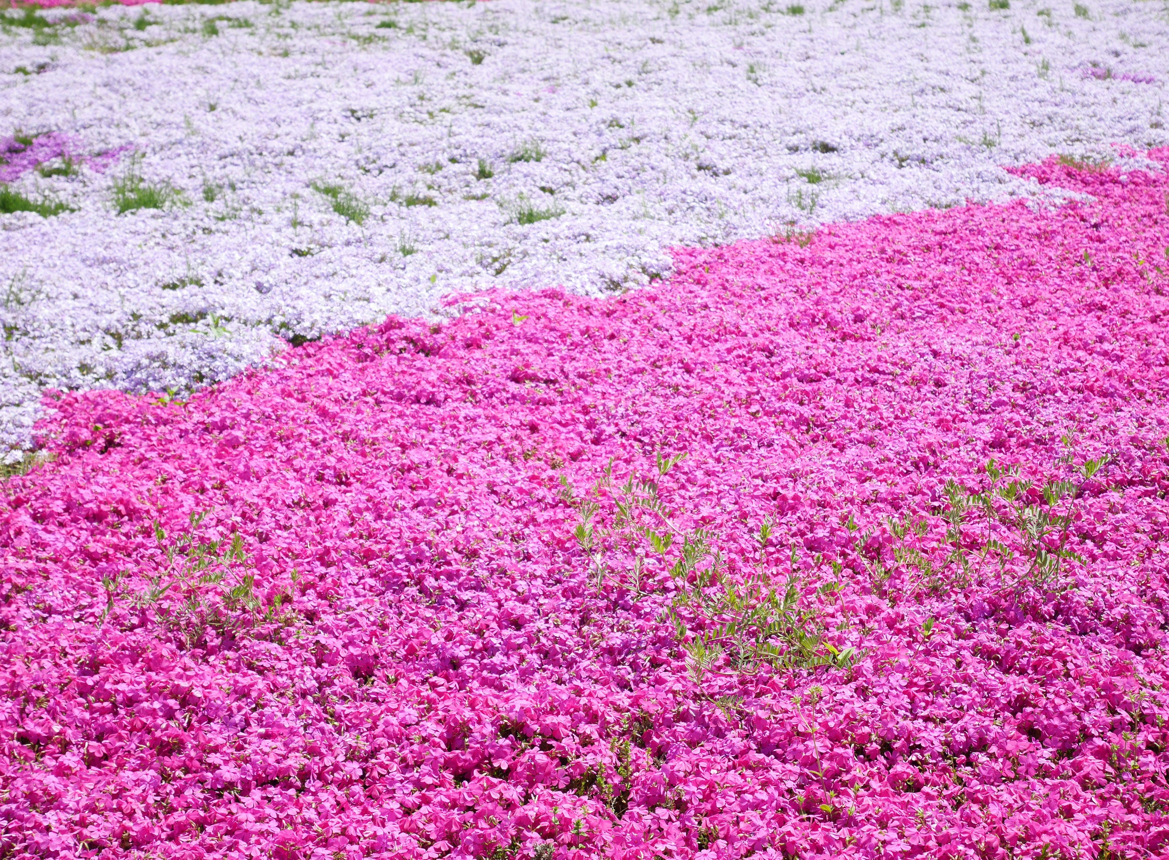 Champ de fleurs colorées avec des fleurs roses et blanches