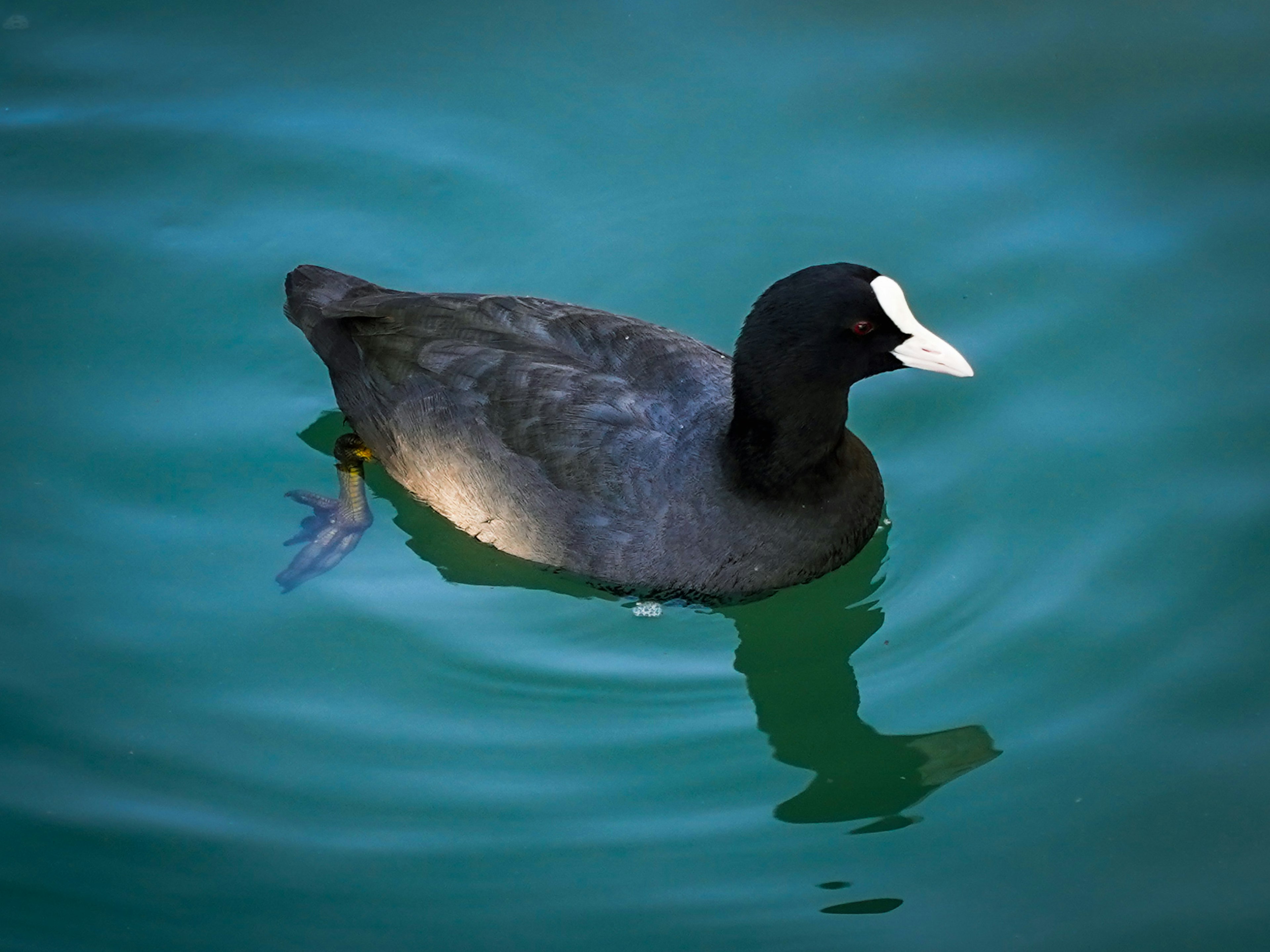 Seekor burung kuau hitam dengan dahi putih berenang di permukaan air