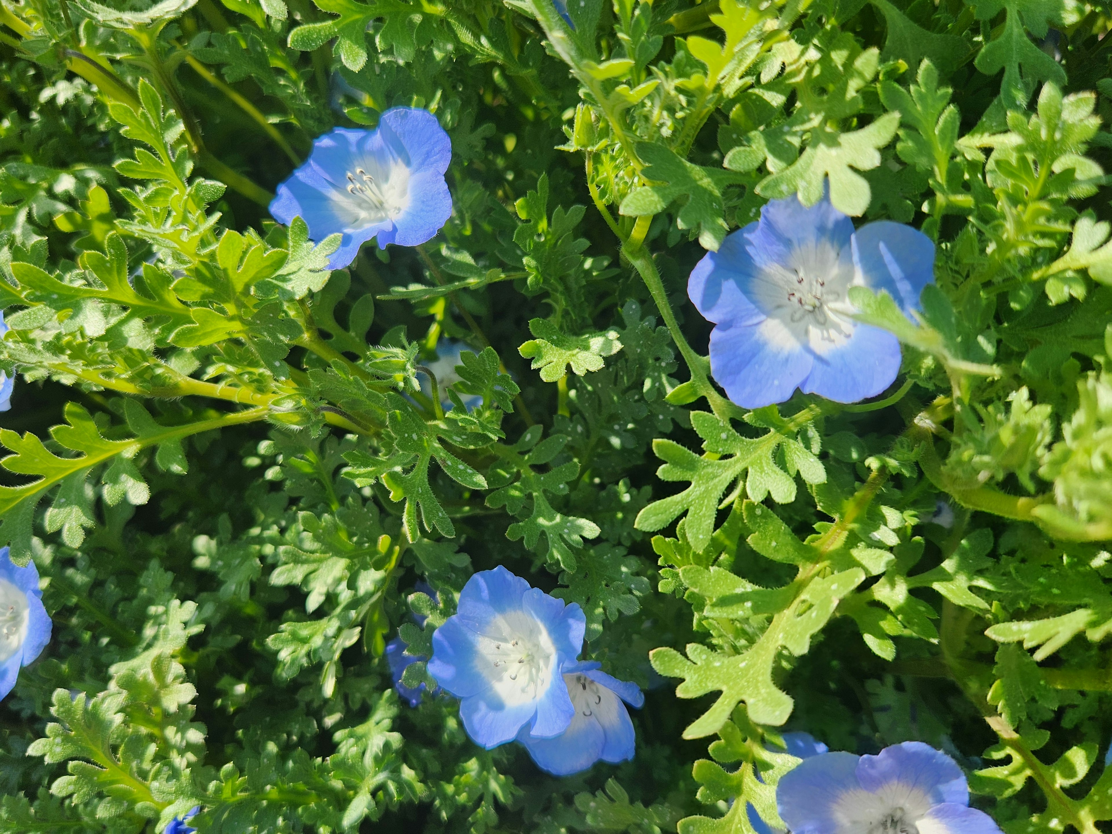 Un affichage vibrant de fleurs bleues et de feuillage vert luxuriant