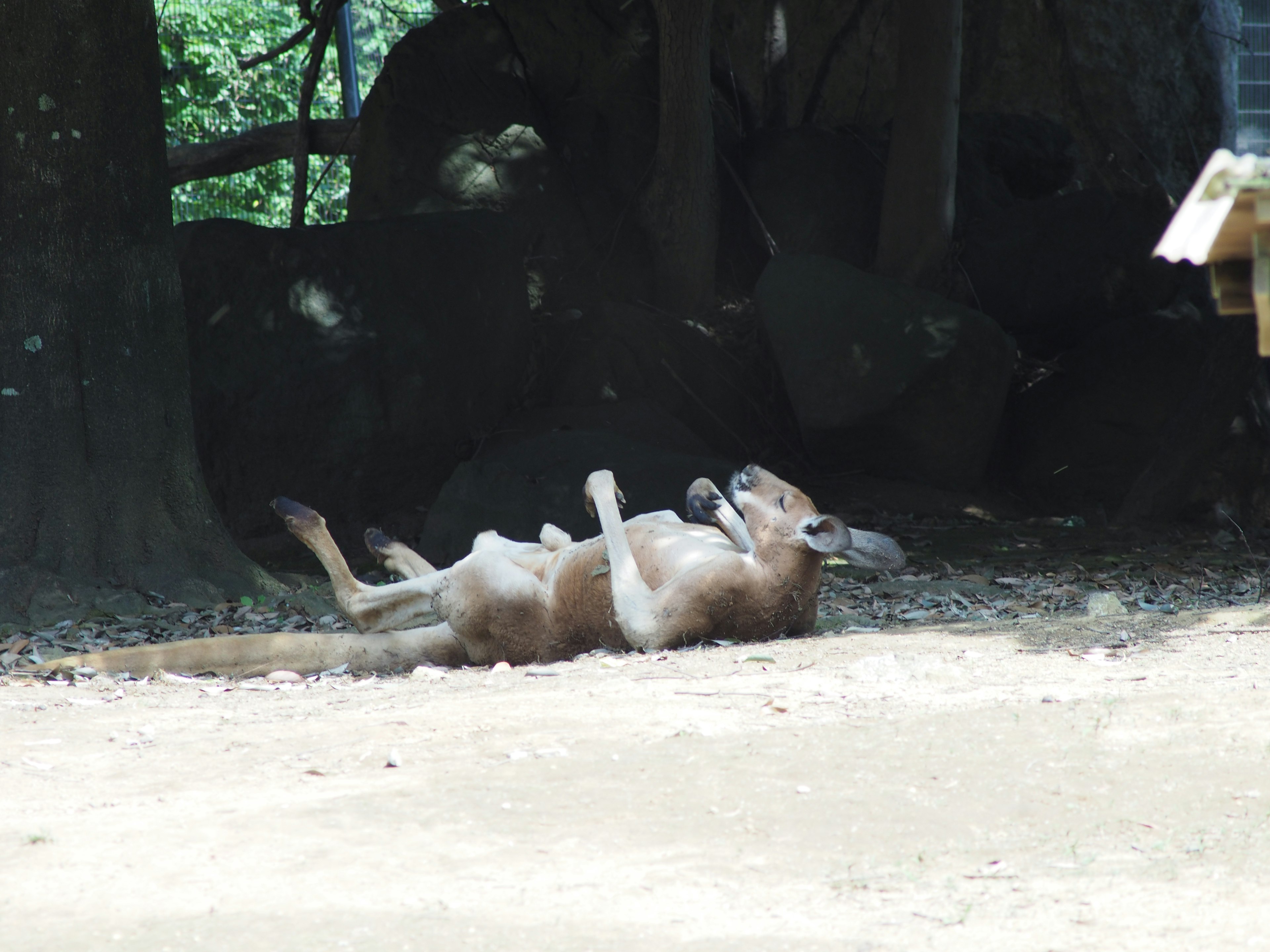 A kangaroo lying on its back on the ground