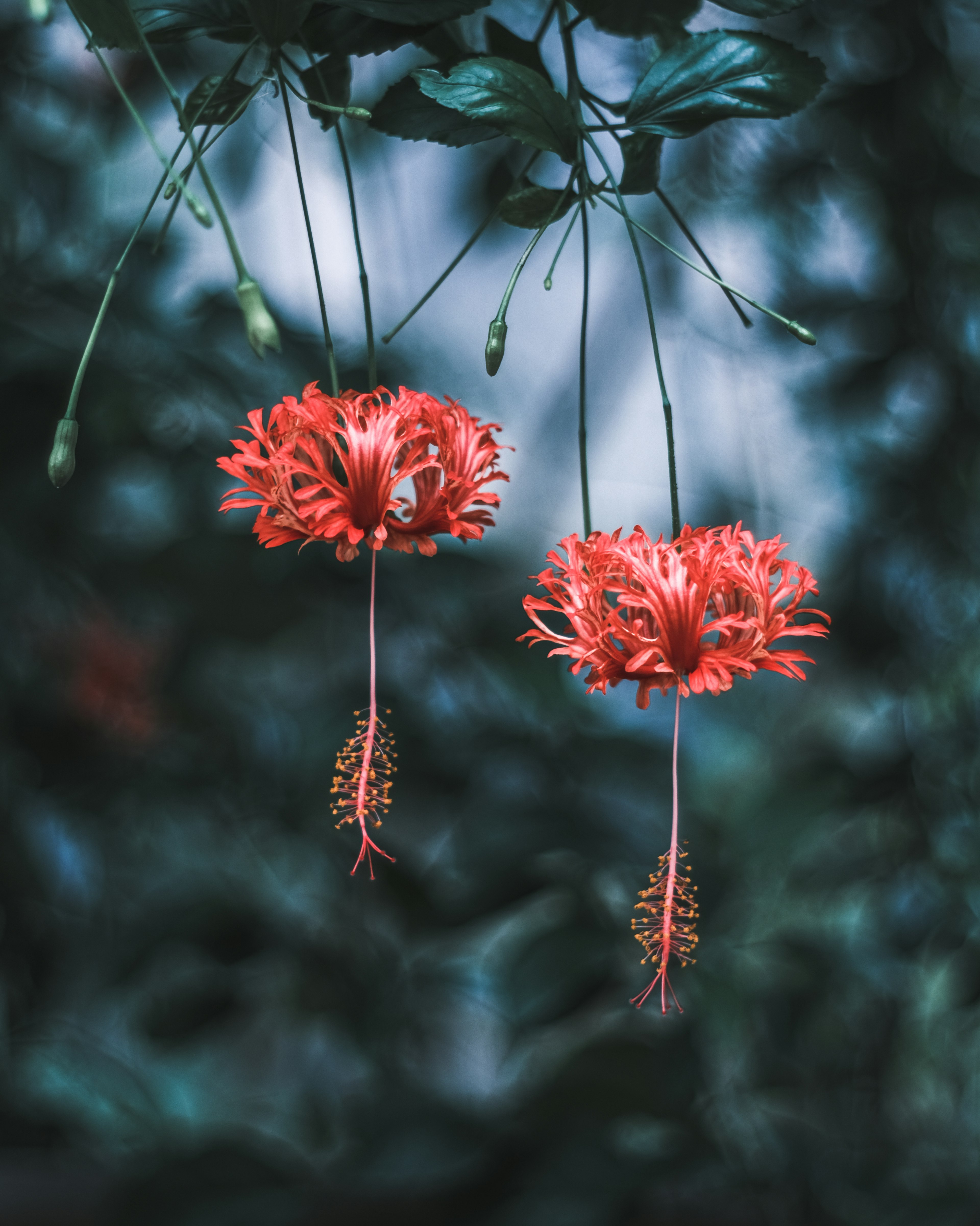 美丽的场景，悬挂着红色花朵