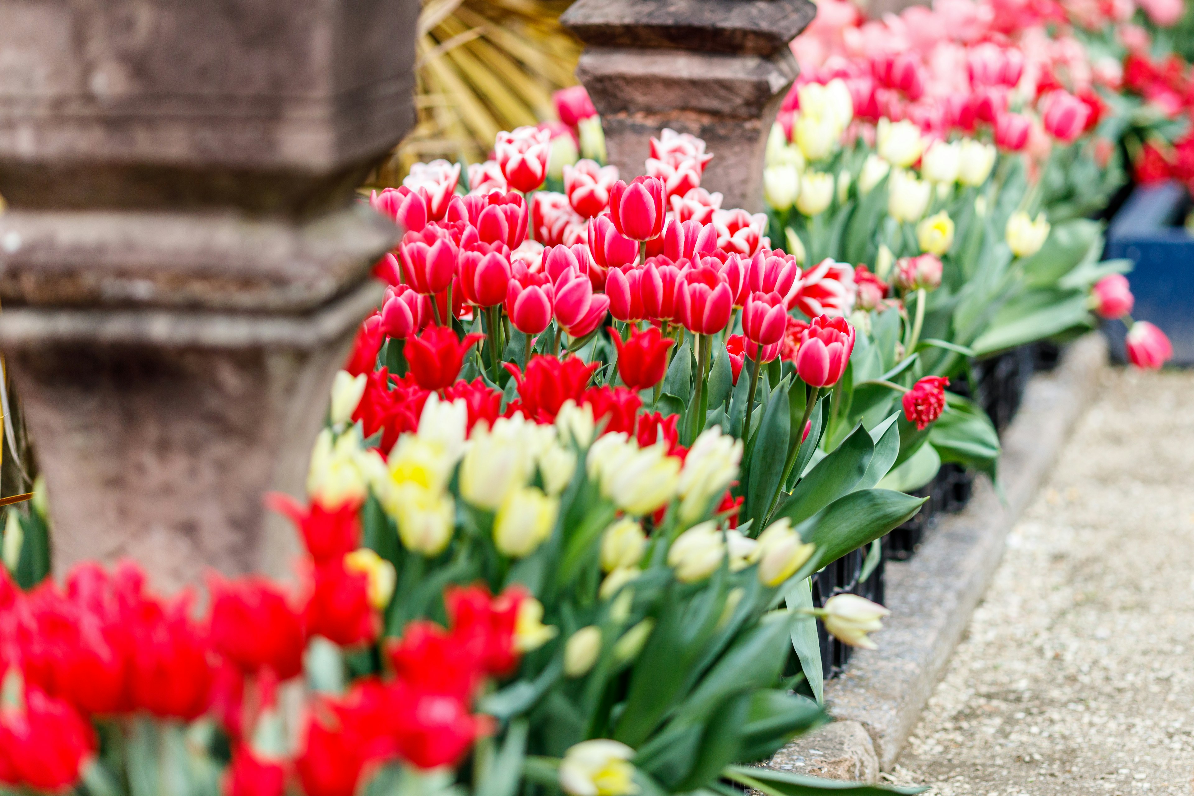 Pameran cerah tulip merah dan putih di samping tulip kuning di taman