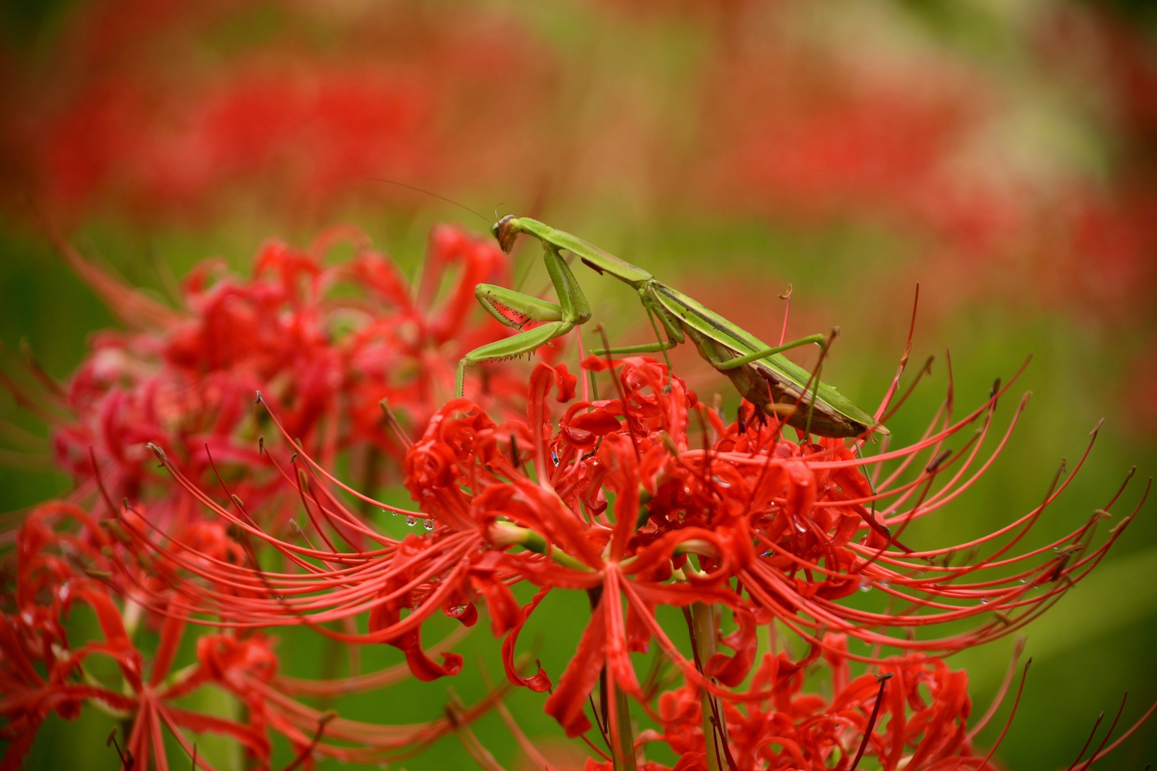 A green grasshopper perched on vibrant red spider lilies