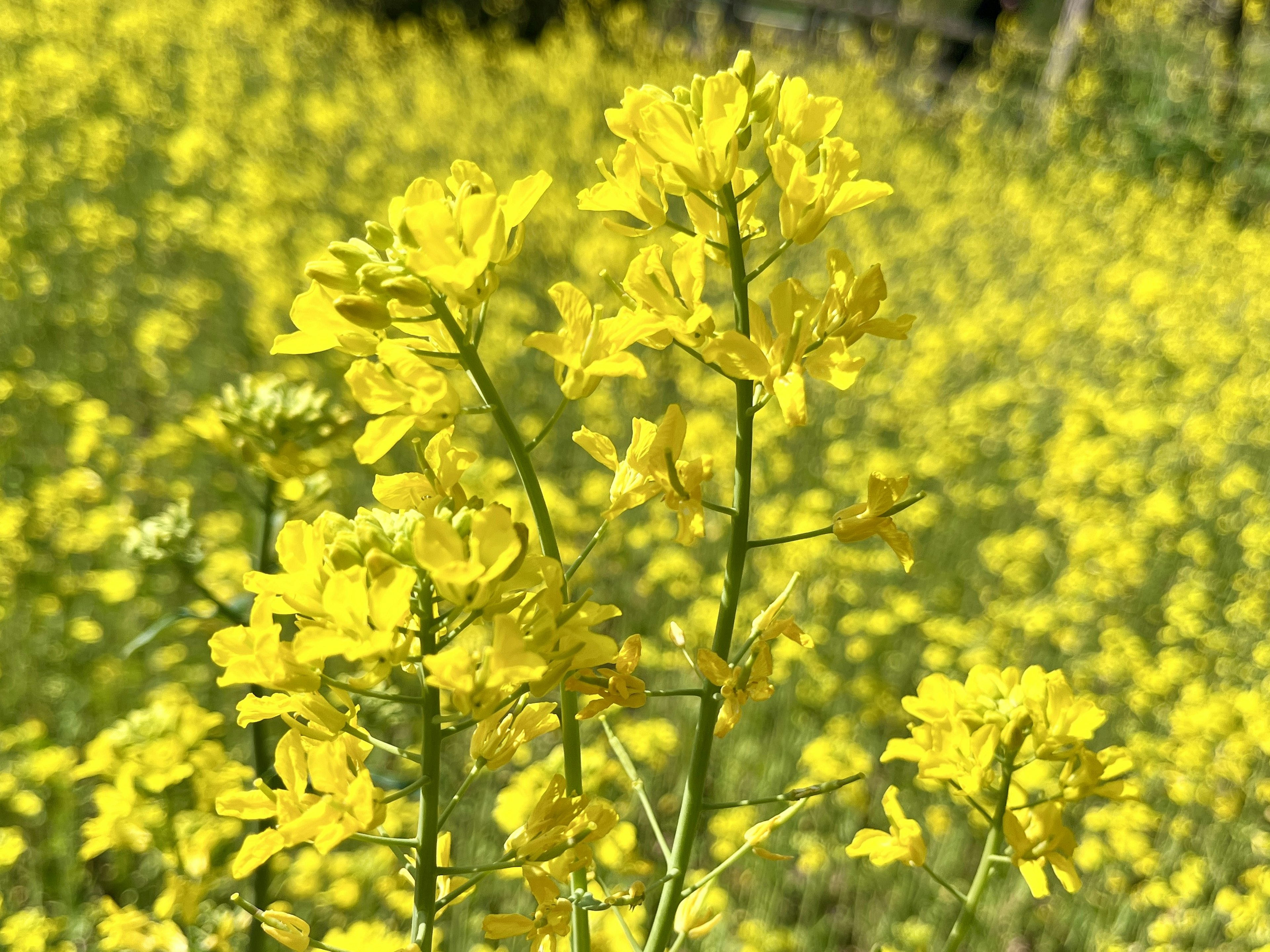 Gros plan de fleurs jaunes dans un champ