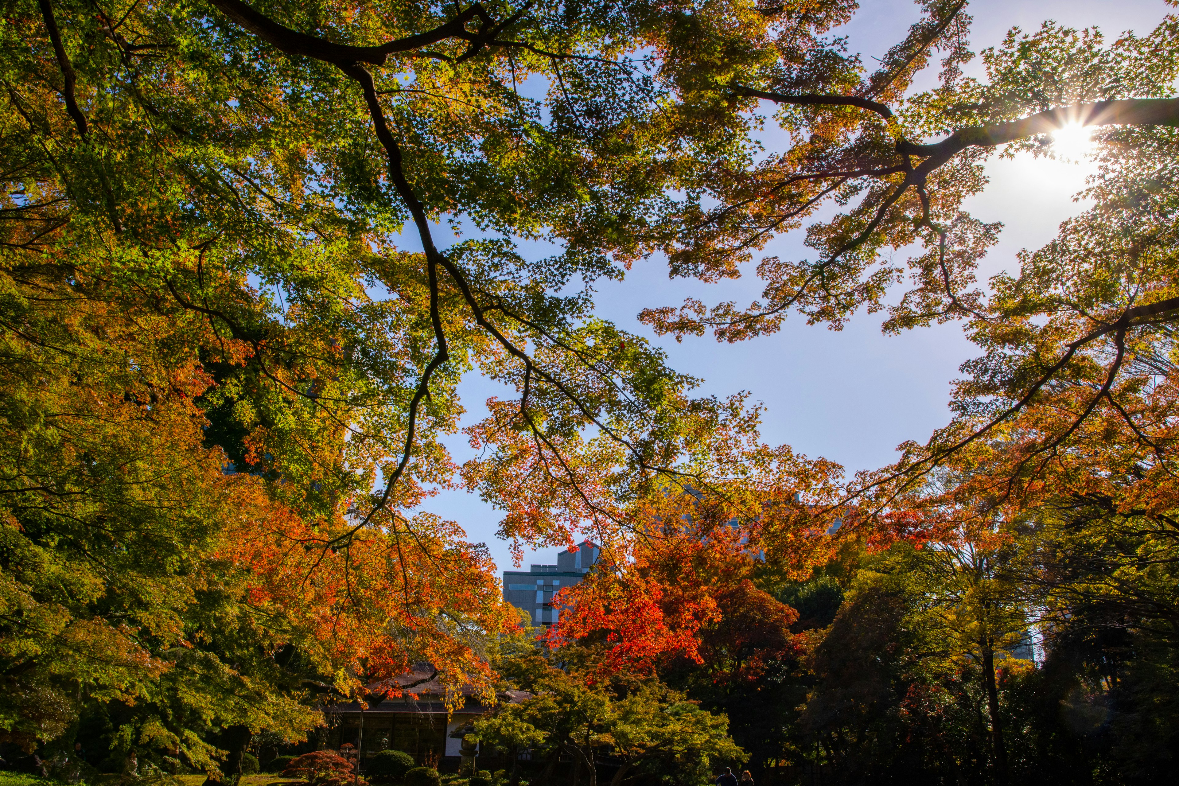 Parkszene mit Herbstlaub und Hochhäusern im Hintergrund