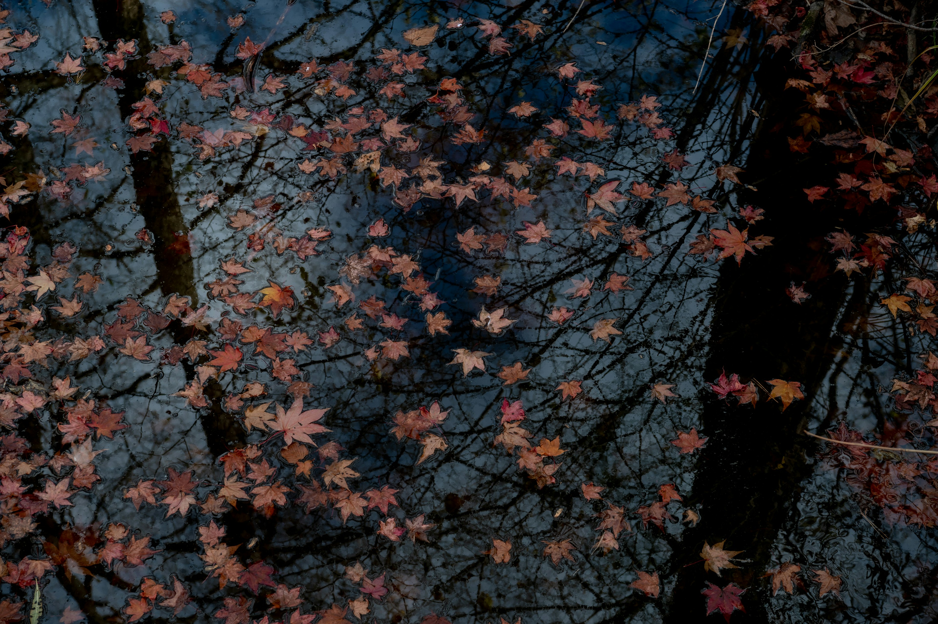 Feuilles d'érable flottant sur l'eau avec des reflets d'arbres