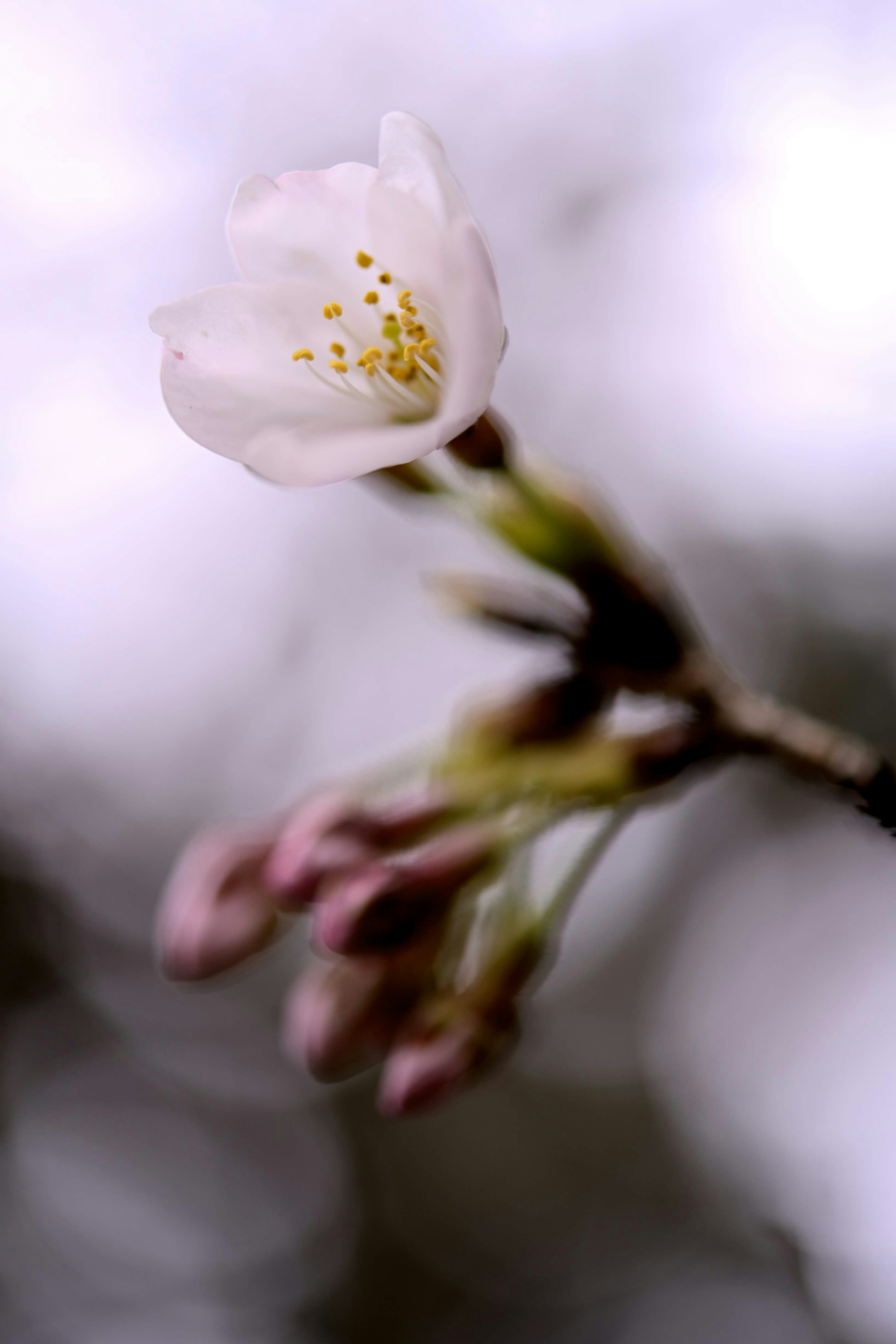 桜の花とつぼみがある柔らかい色合いの背景