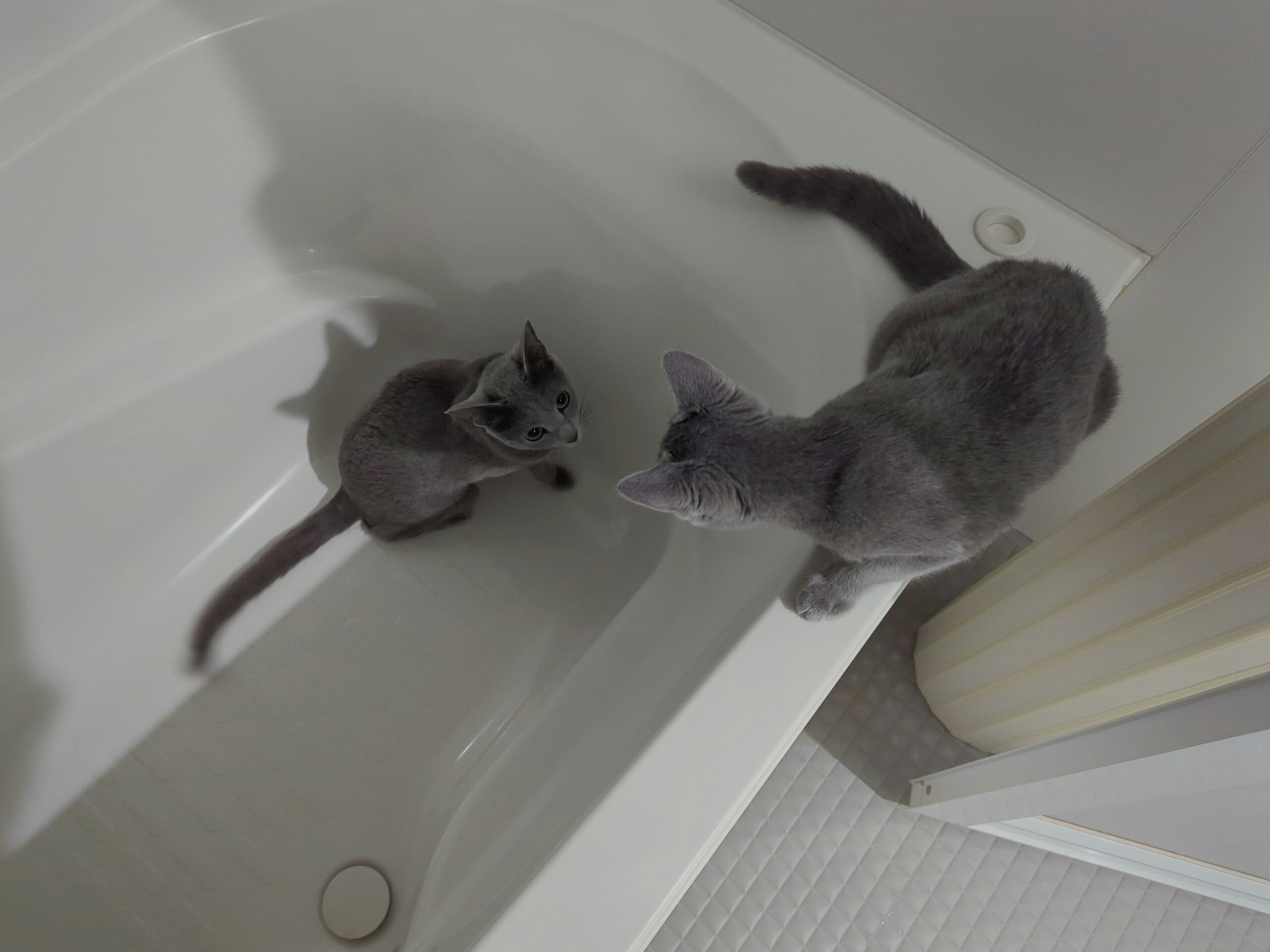 Dos gatos grises en una bañera