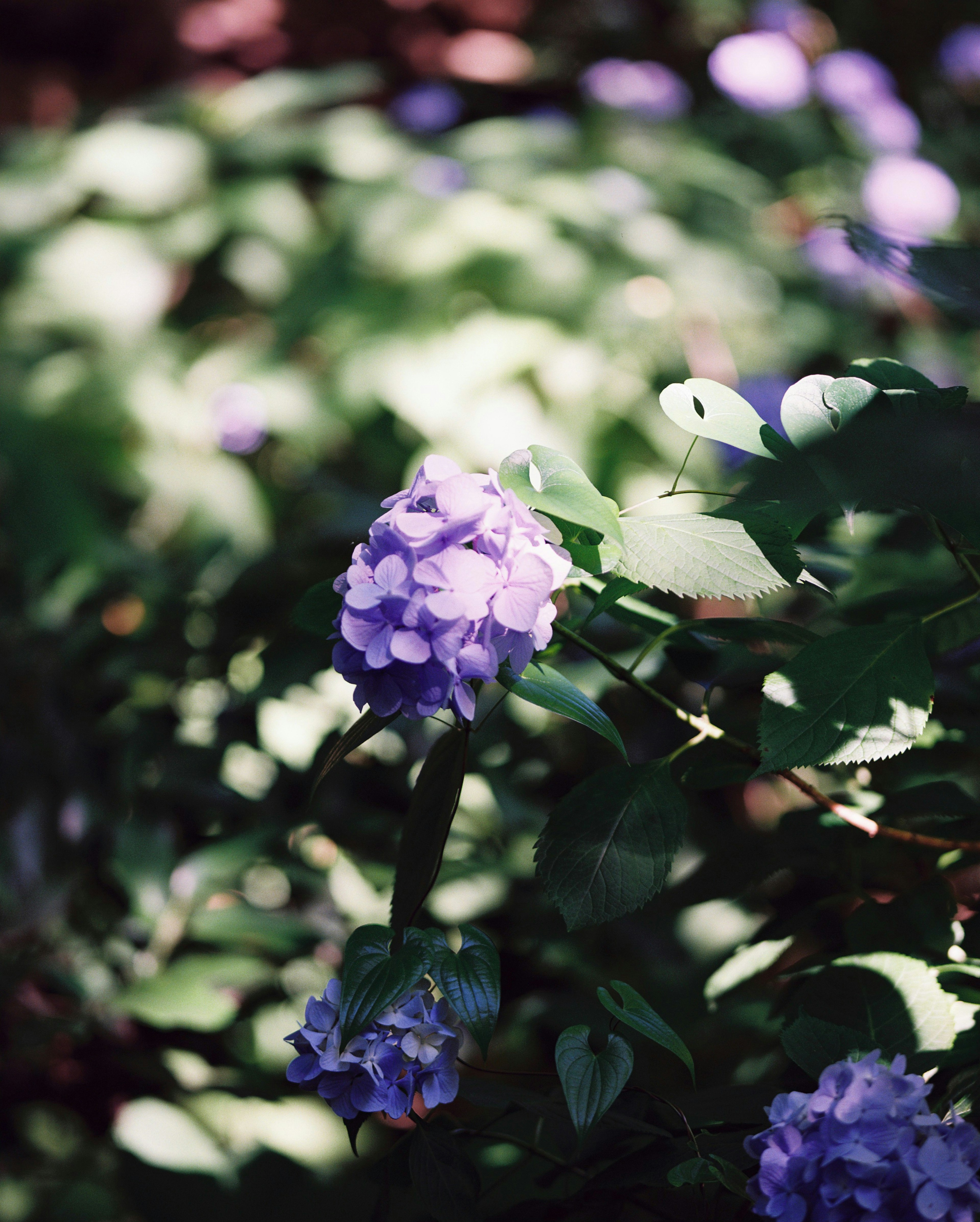 Gros plan d'une fleur violette entourée de feuilles vertes avec un arrière-plan flou