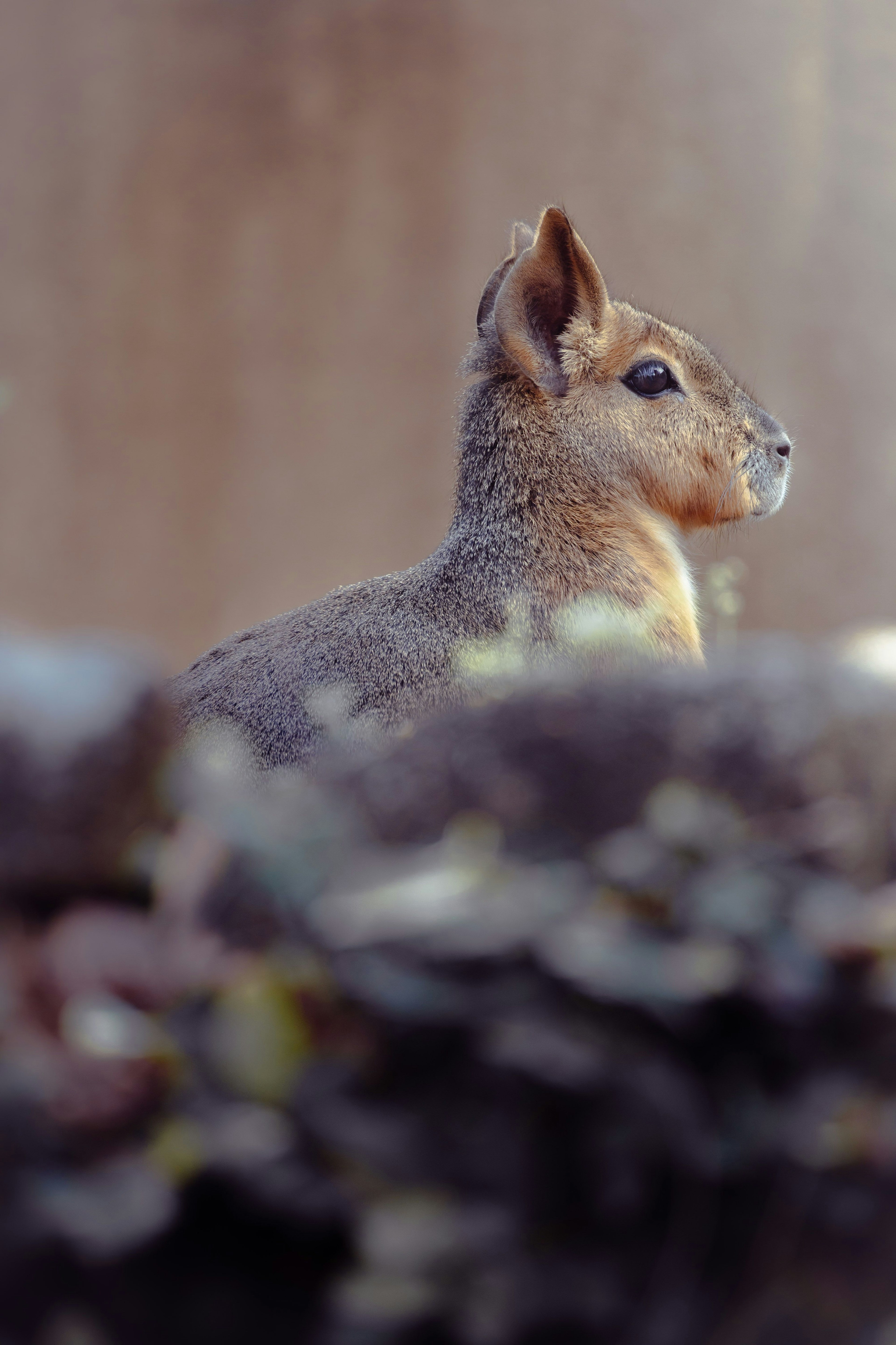 A small animal sitting sideways with a blurred background