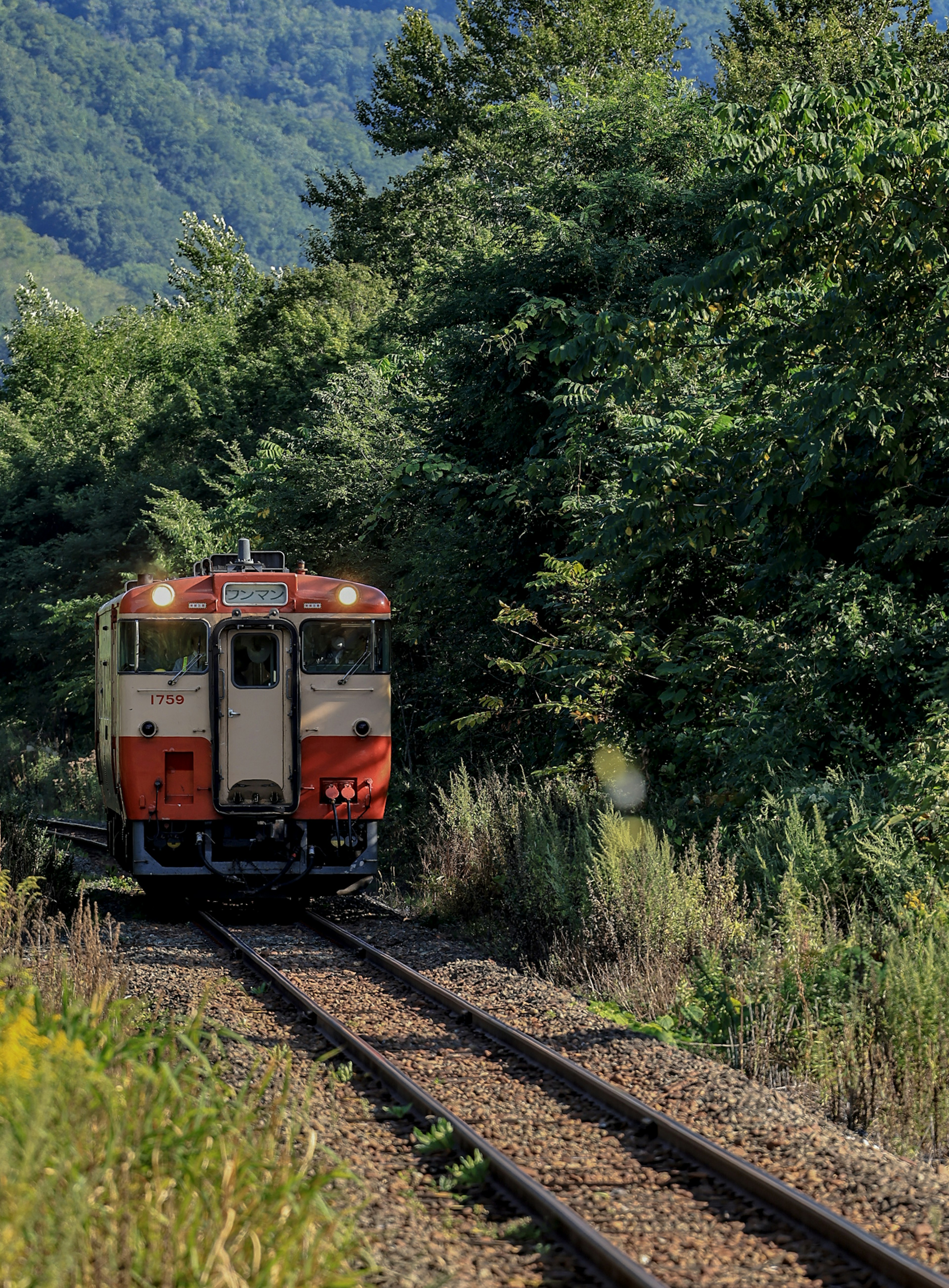 Roter Zug, der durch üppiges Grün fährt