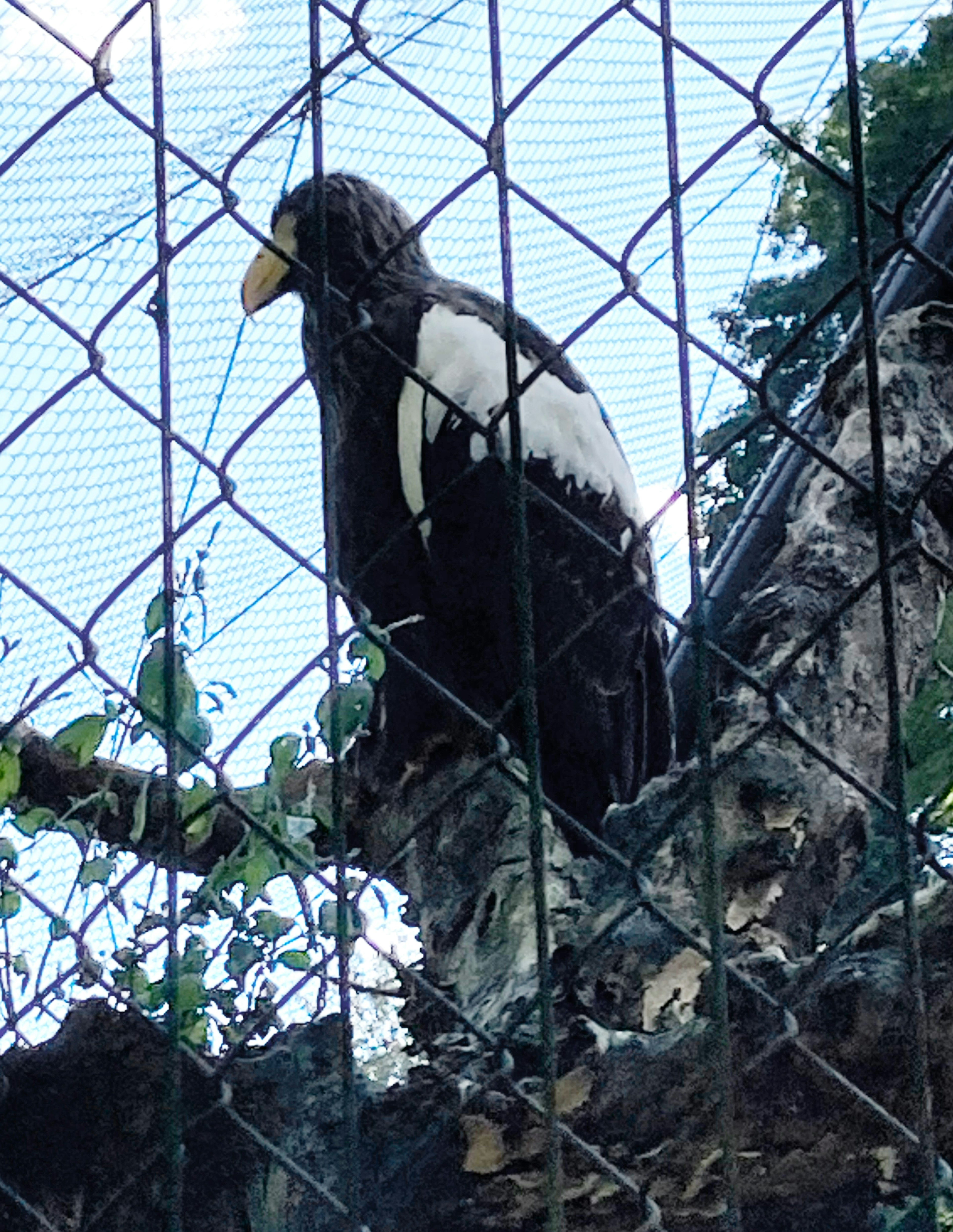 Un águila negra con un pico dorado posada detrás de una cerca de alambre