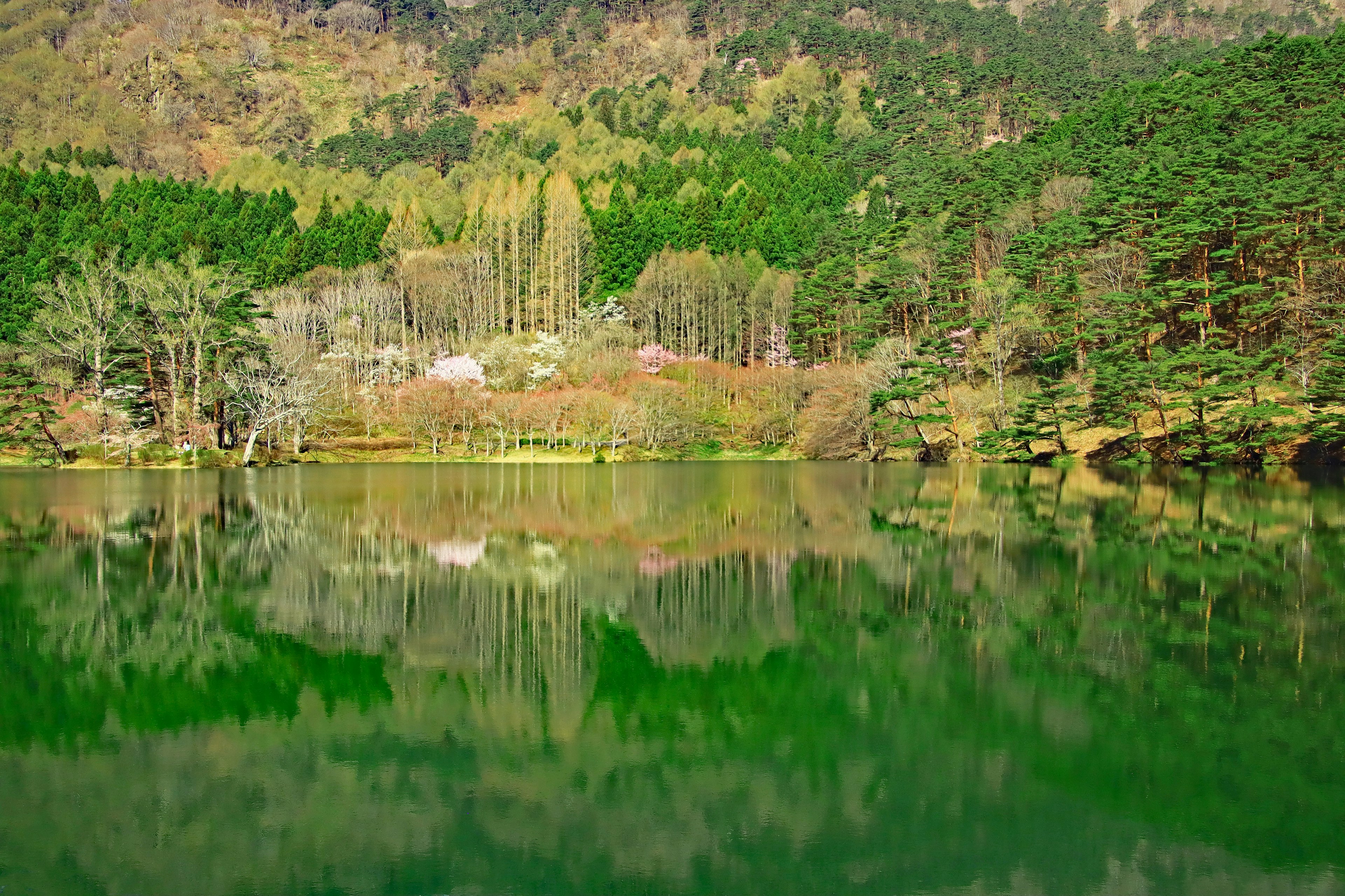 Wunderschöne Landschaft mit Bäumen und Bergen, die sich auf einem grünen See spiegeln