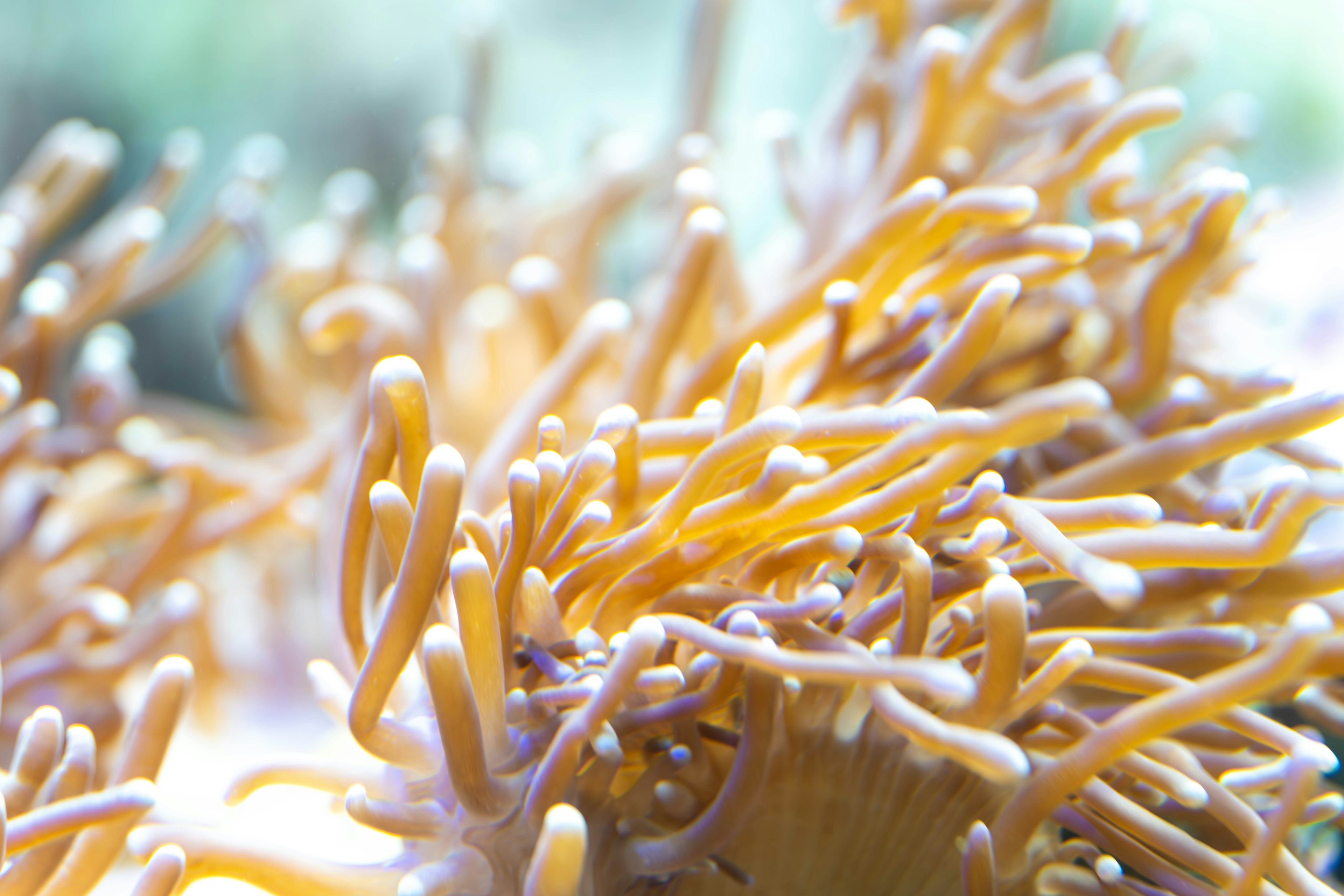 Close-up image of orange marine organism