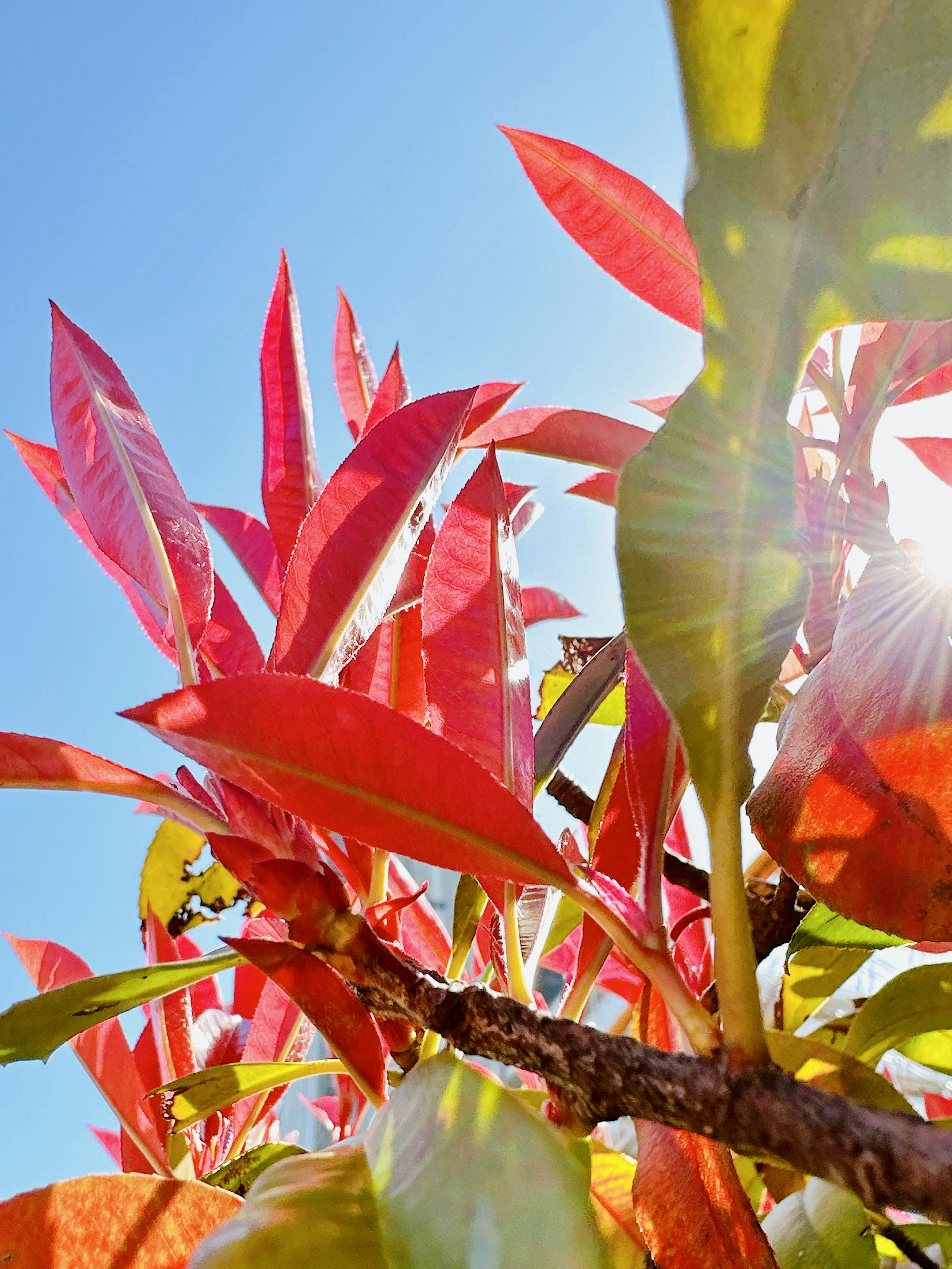 Close-up daun merah cerah bersinar di bawah langit biru